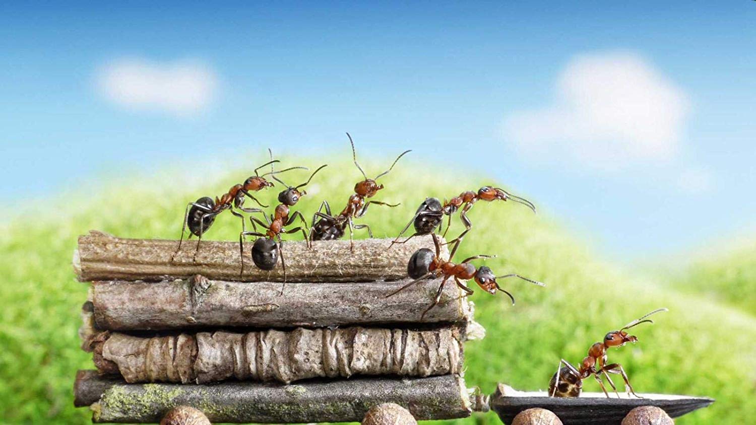 1500x844 Wooden Adult Jigsaw 1000 Piece Ants Closeup Branches