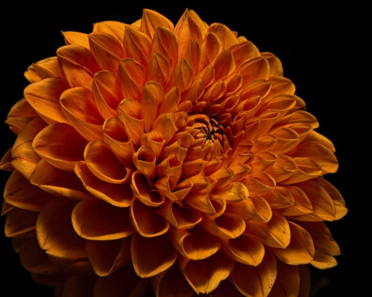 1280x1024 Desktop Wallpaper Orange Flowers Dahlias Closeup Black background