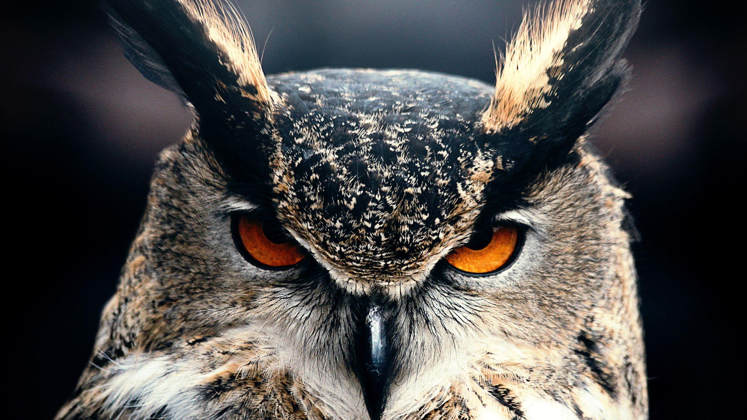 2560x1440 Owl Closeup 4k 1440P Resolution HD 4k Wallpaper, Image