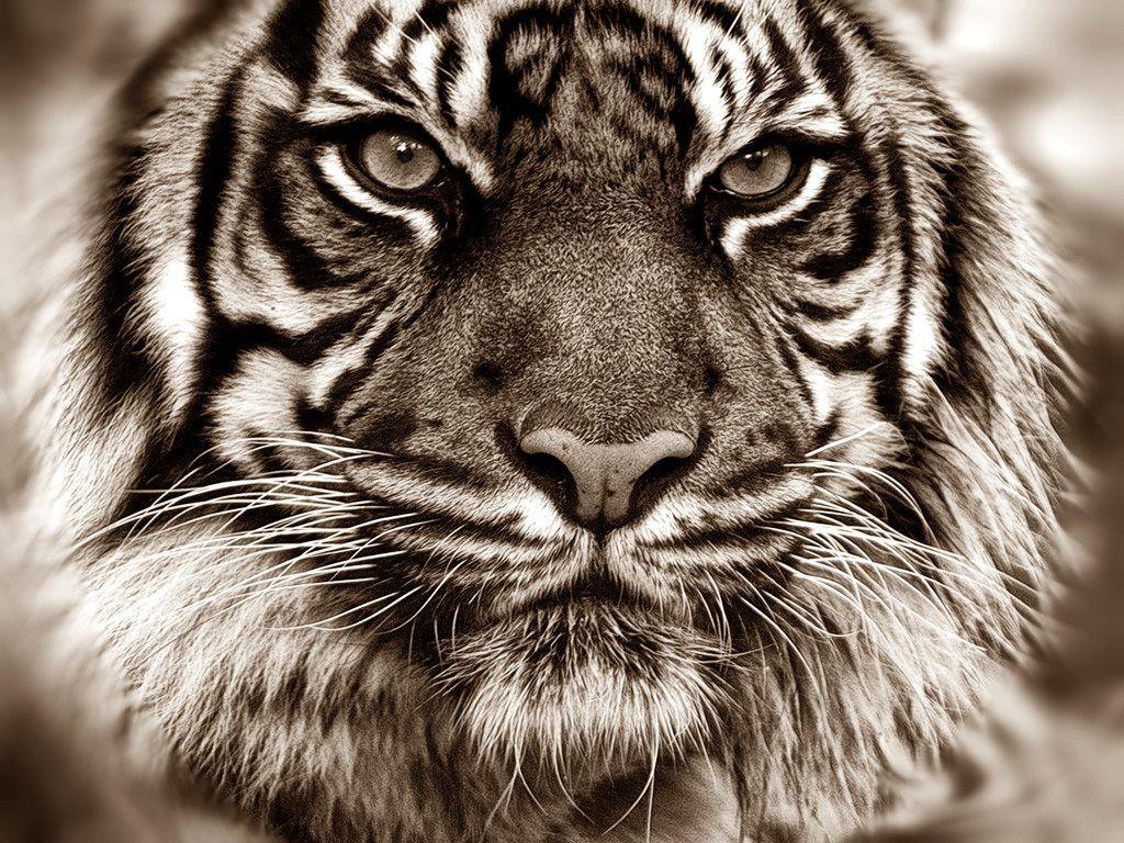 1024x768 Tiger Face Closeup Wallpaper