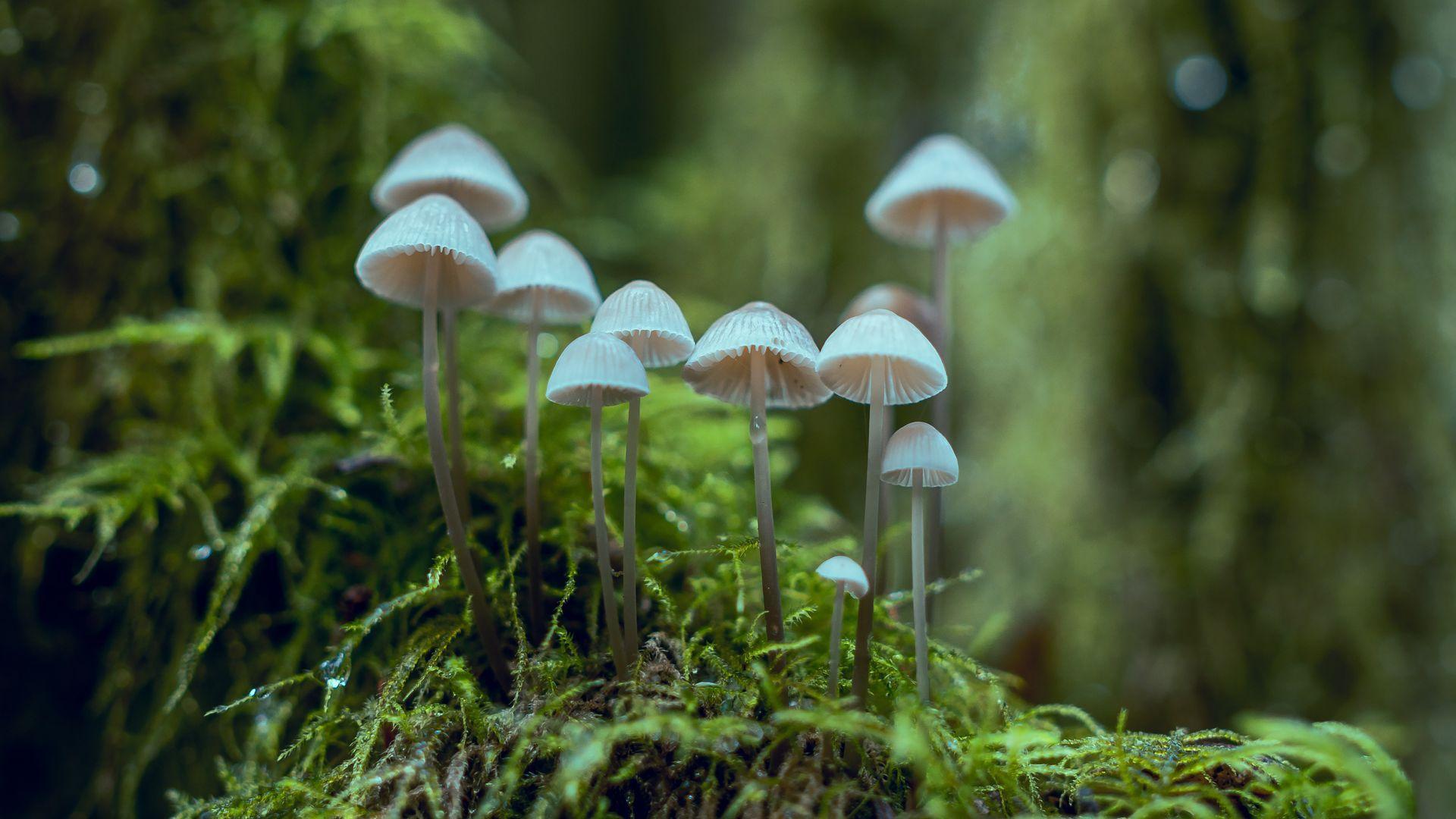 1920x1080 White Fungi Closeup Wallpaper, Download Wallpaper