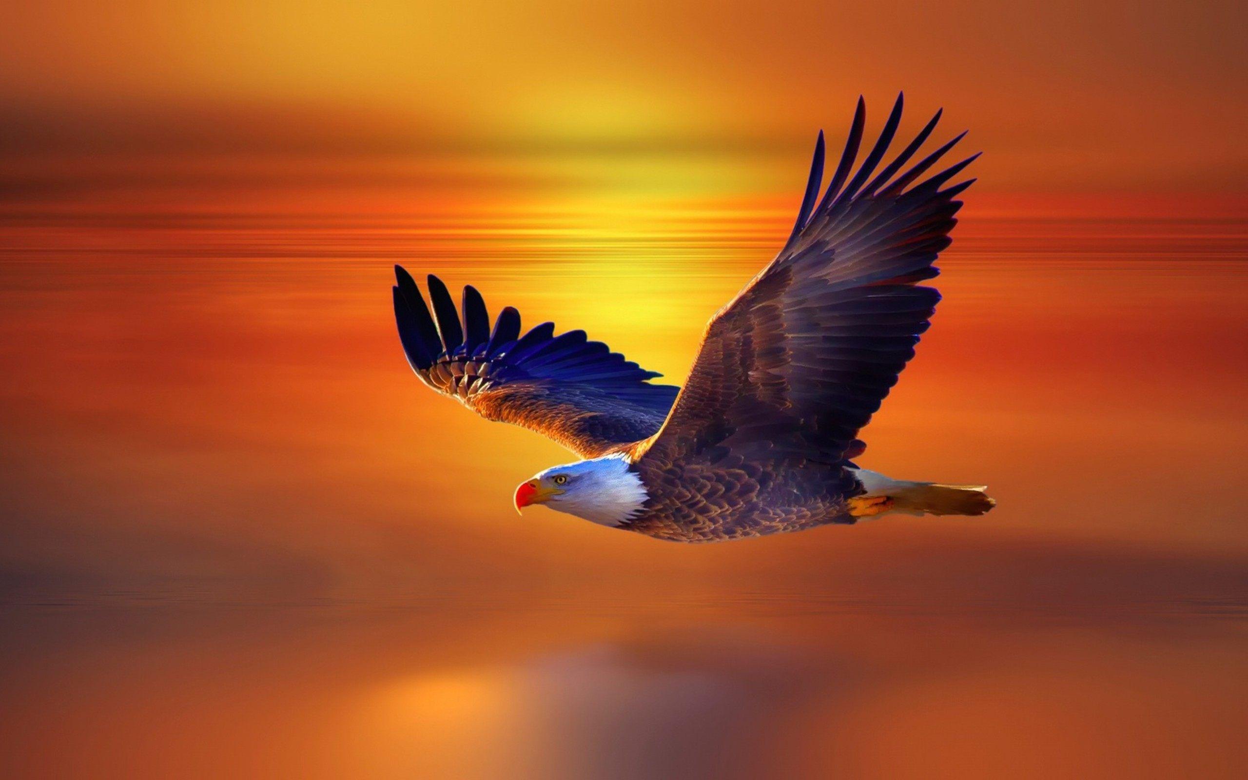 Flying HD Wallpapers - Top Free Flying HD Backgrounds - WallpaperAccess