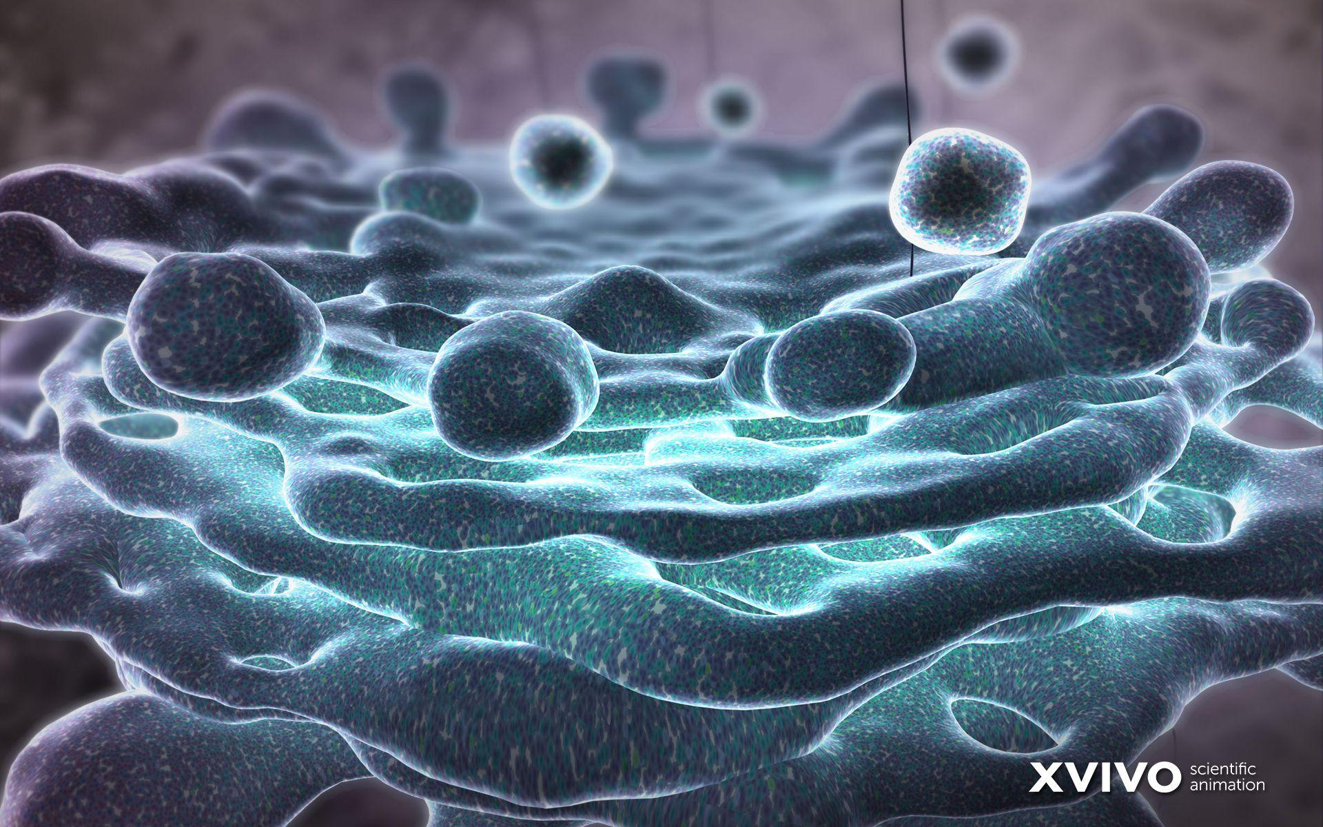 1920x1200 Beautiful Free Medical Illustration Computer Wallpaper