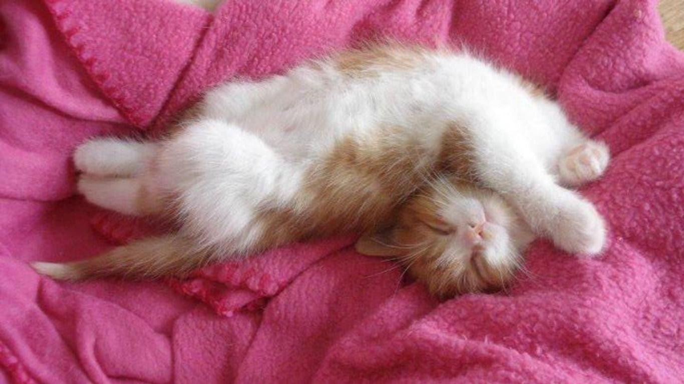 Пушистый спящий котенок