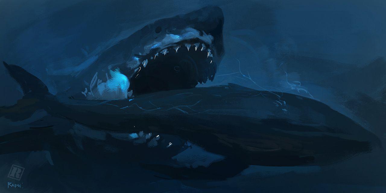 HD megalodon wallpapers  Peakpx