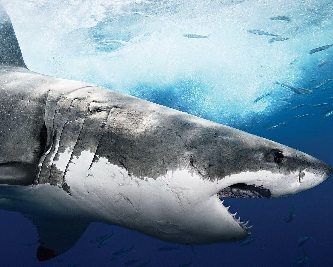 1280x1024 Free download Download Megalodon Shark Wallpaper HD Sharks