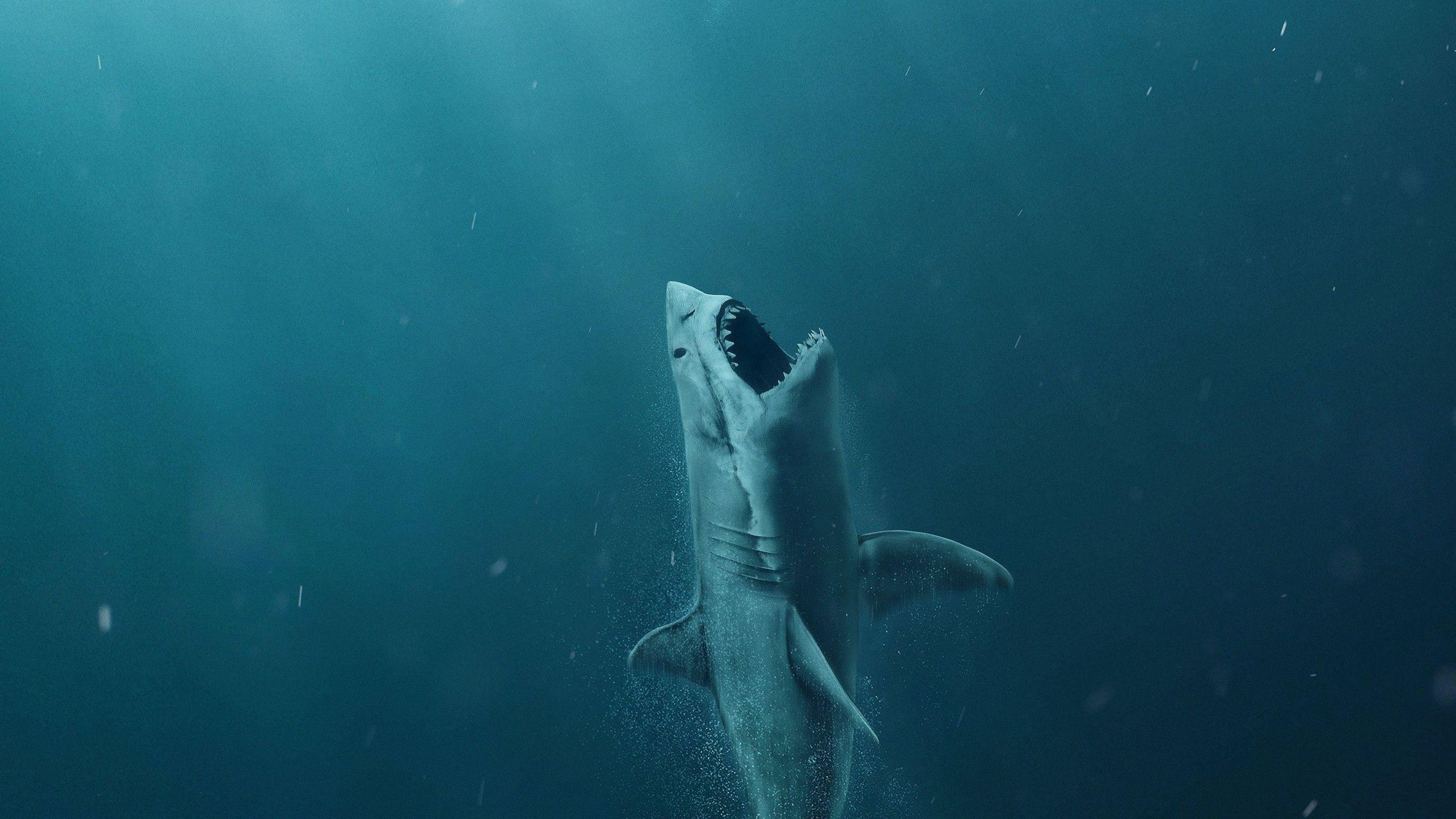 2560x1440 Hình nền Meg, cá mập, 4k, Phim