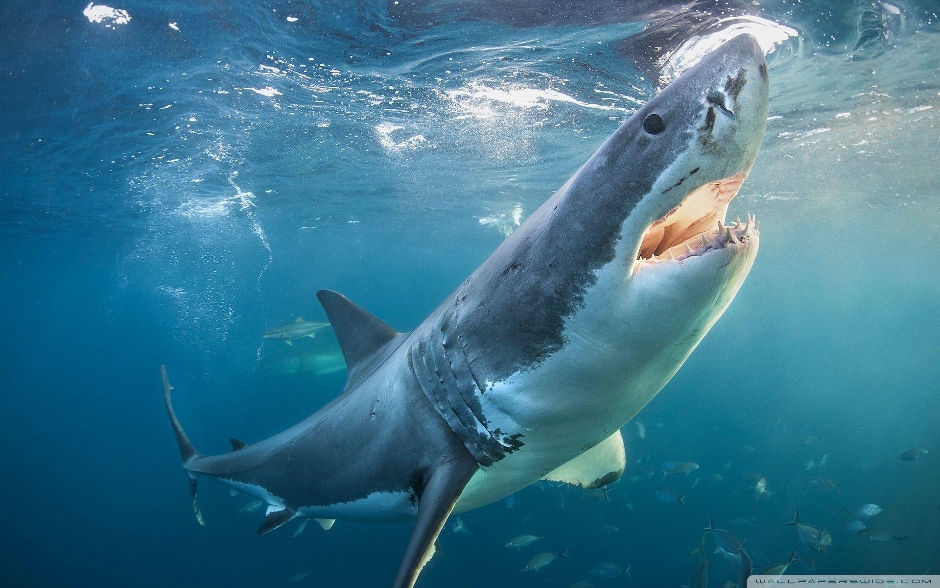 1920x1200 Shark Ultra HD Desktop Background Wallpaper for 4K UHD TV