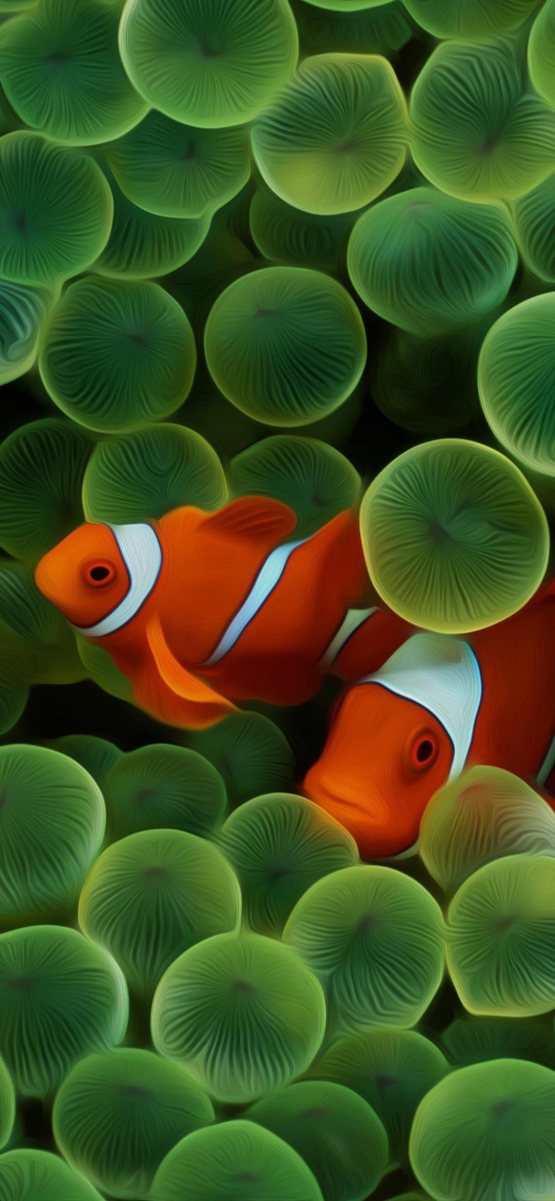 1125x2436 Clownfish, HD, original, iOS iPhone X, apple, wallpaper