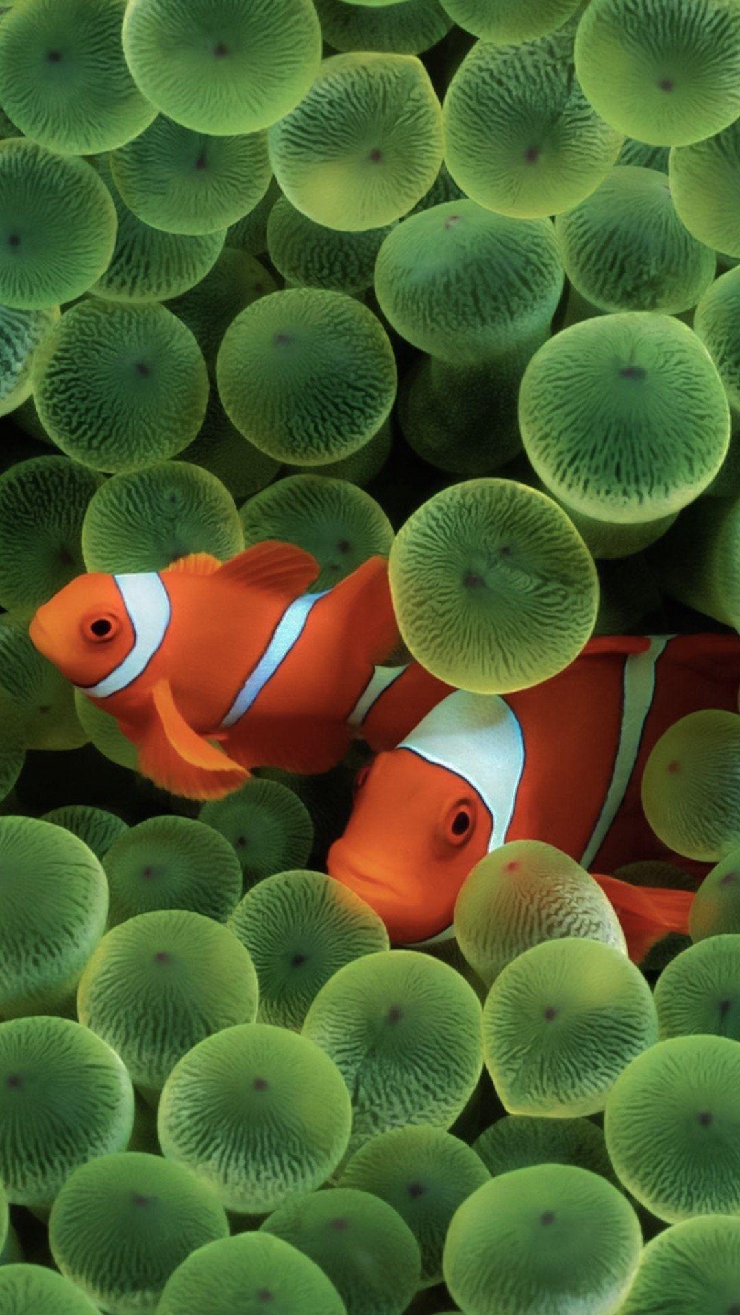 1080x1920 Classic iOS clownfish wallpaper