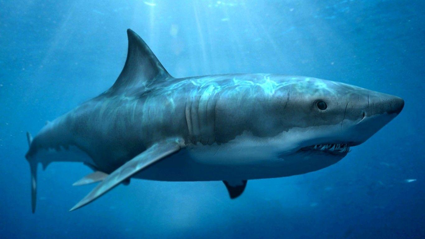 1366x768 Megalodon Shark Best Wallpaper 19435