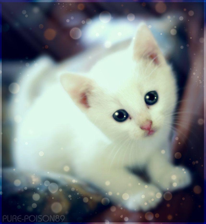 858x932 Kawaii Kitten By Pure Poison89