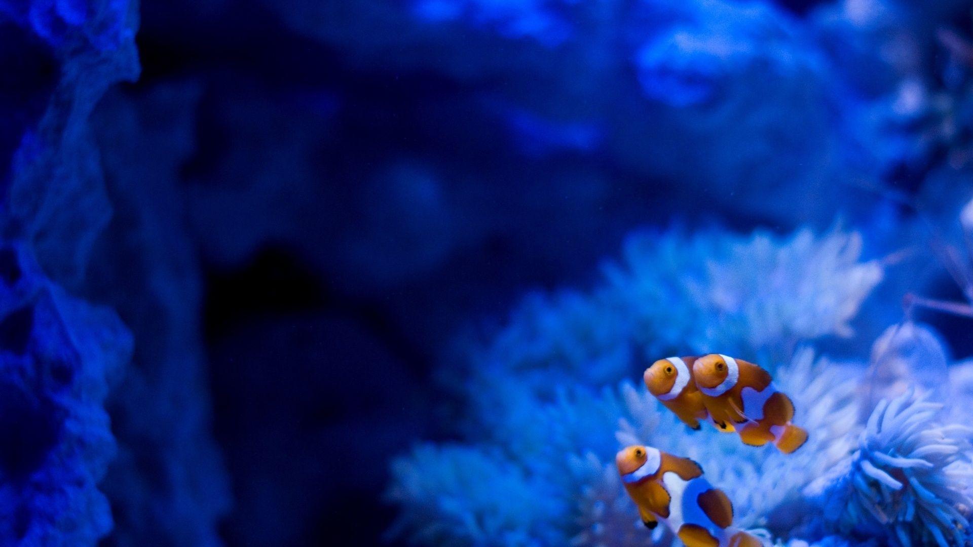 1920x1080 Clown Fish Wallpaper