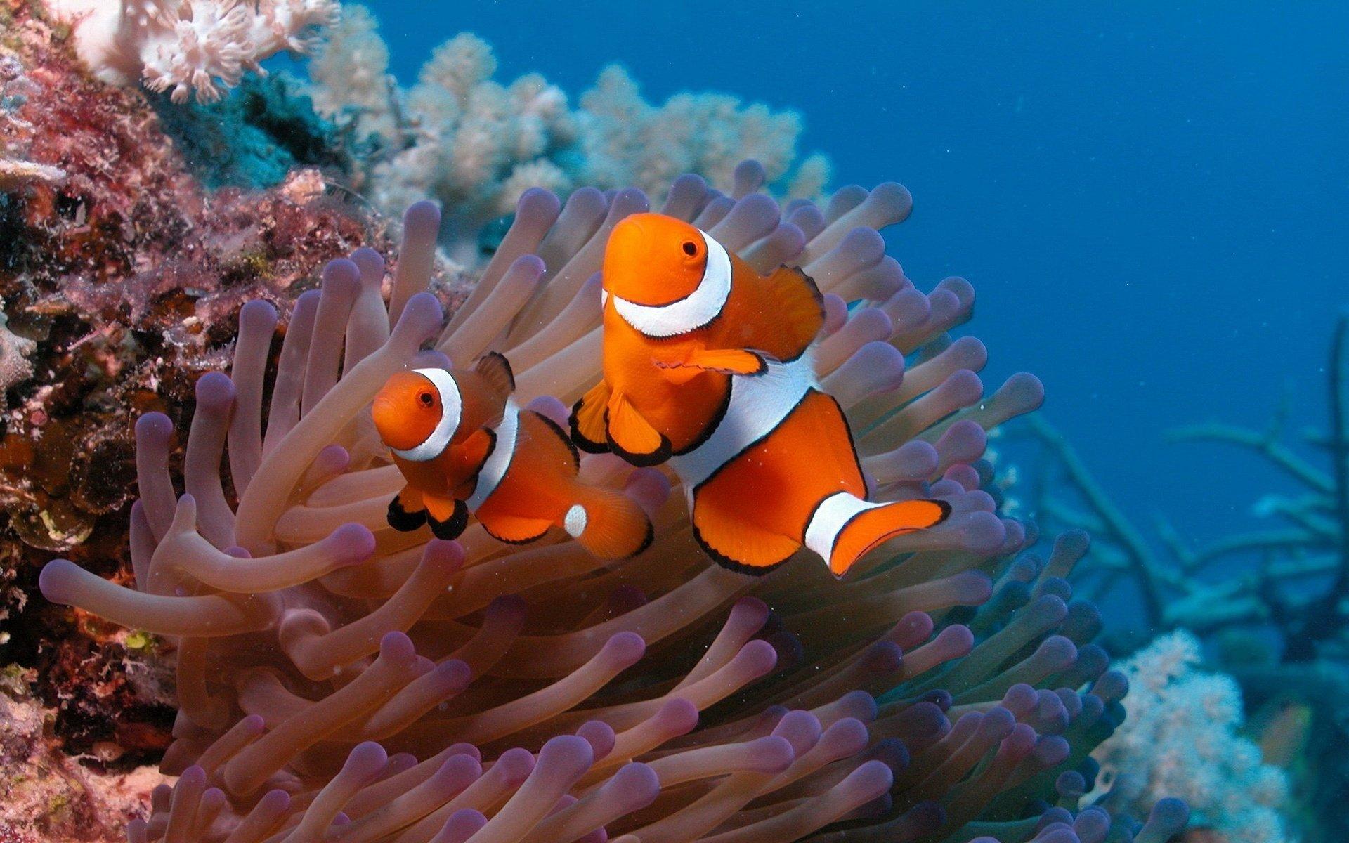 1920x1200 Clownfish wallpaper HD for desktop background