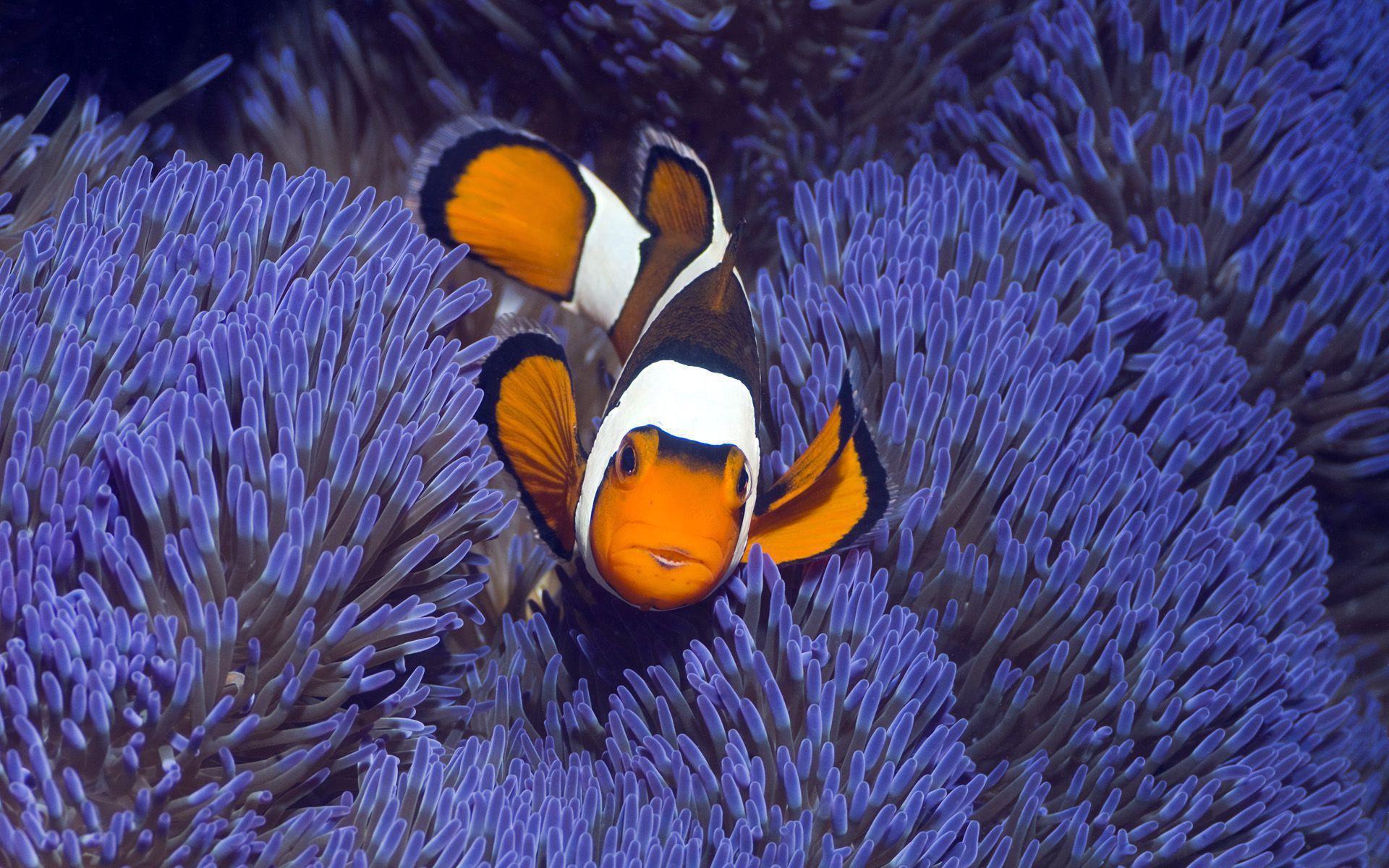 1920x1200 Clownfish Wallpaper Background
