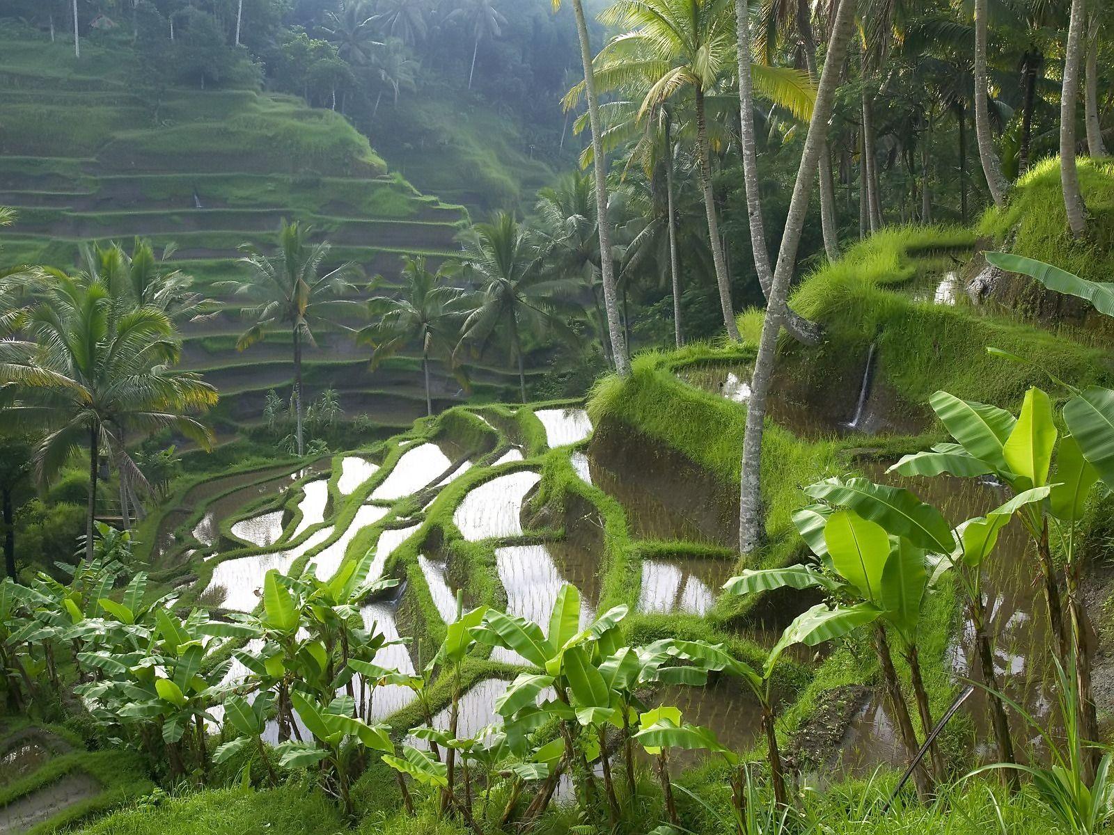 1600x1200 Hình nền ruộng lúa Indonesia Hình nền thế giới trong jpg