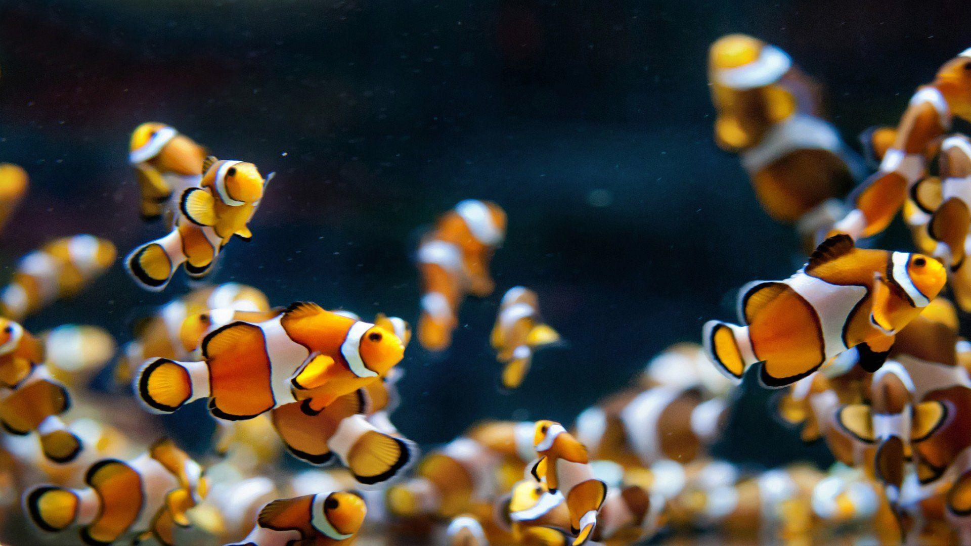 1920x1080 Clownfish Wallpaper P1YE7 (1920x1080 px)