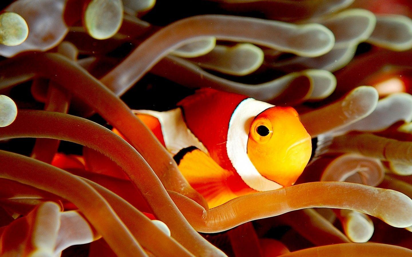 1440x900 Ocellaris Clownfish Wallpaper