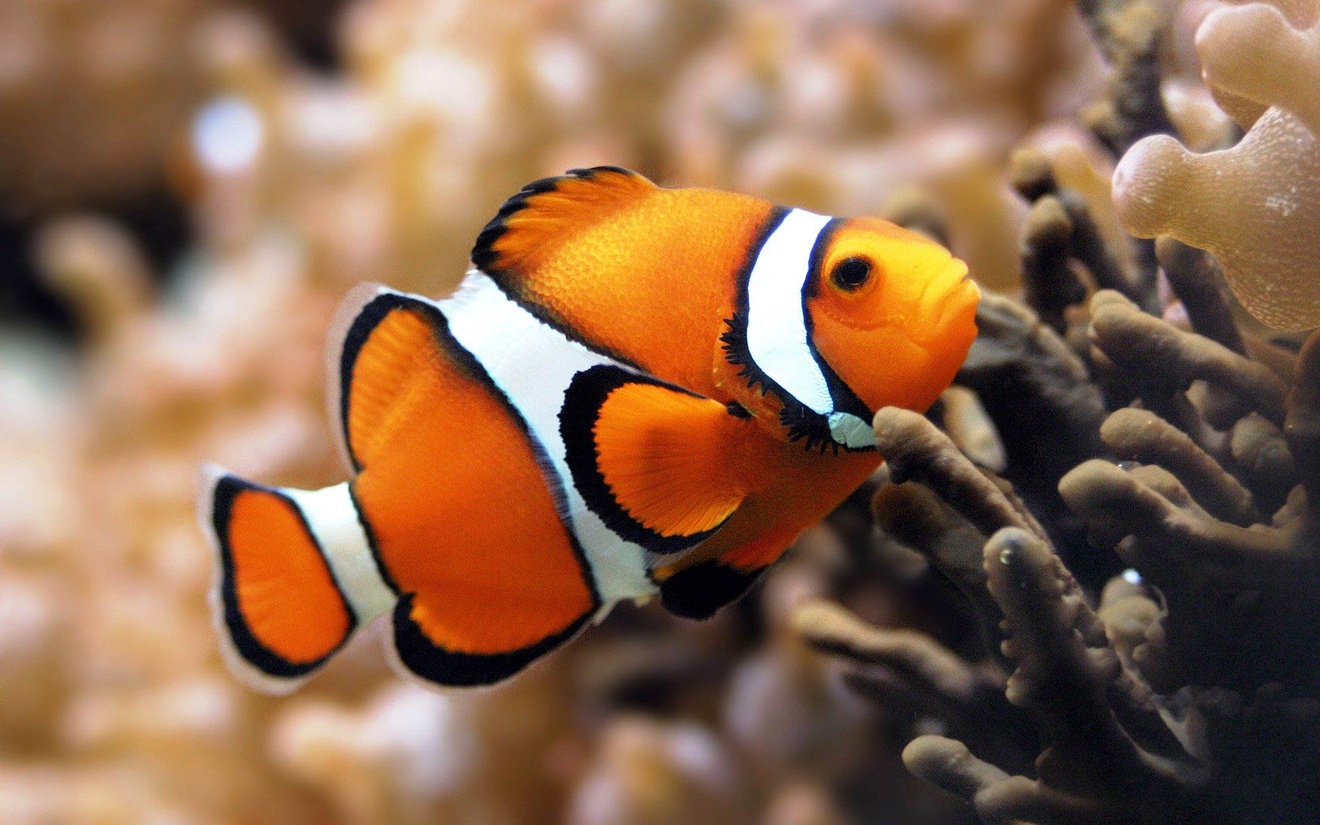 1920x1200 Clownfish Wallpaper