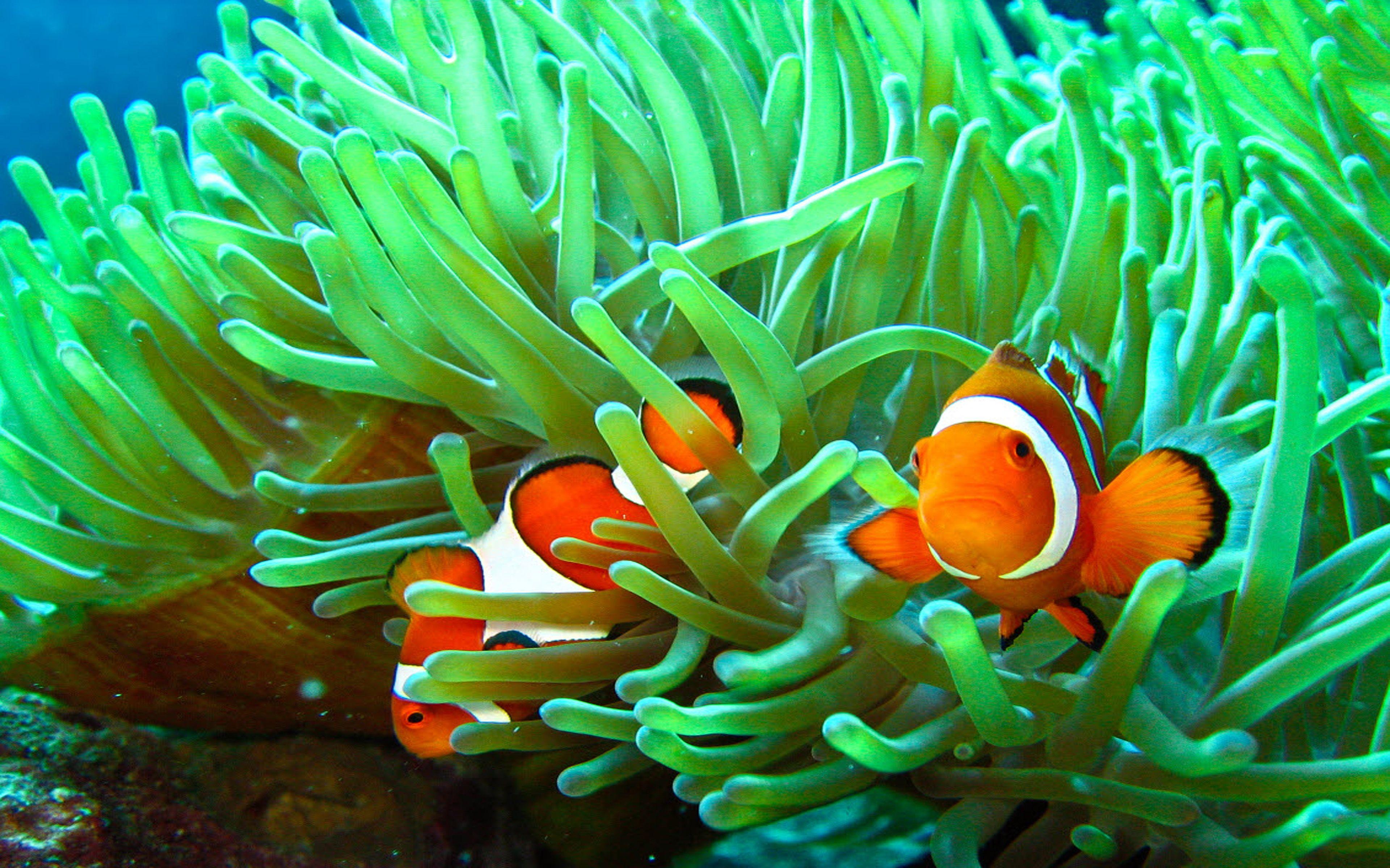 Sea clownfish sea anemonesAnimal HD wallpaper  Peakpx