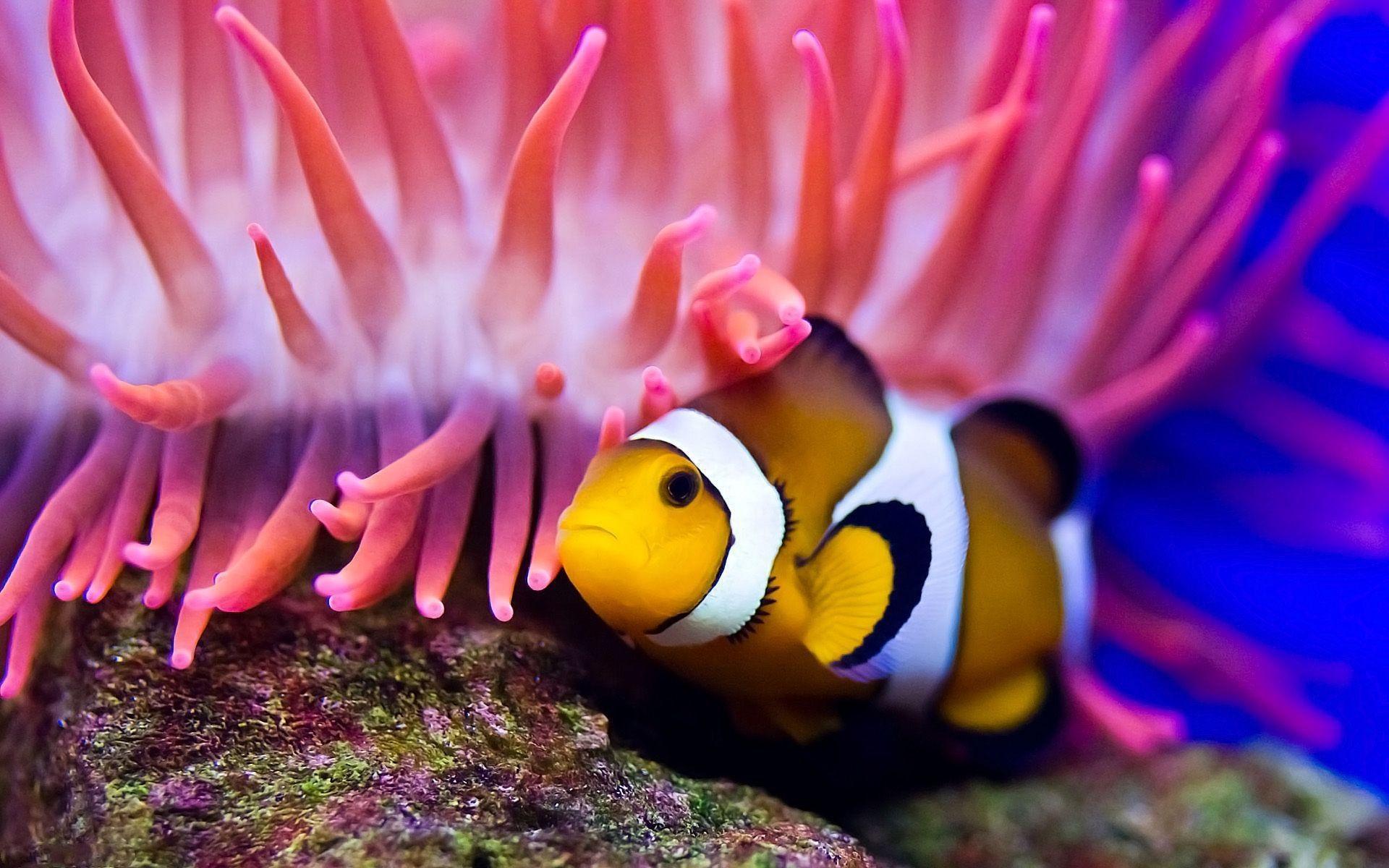 1920x1200 Clownfish Background