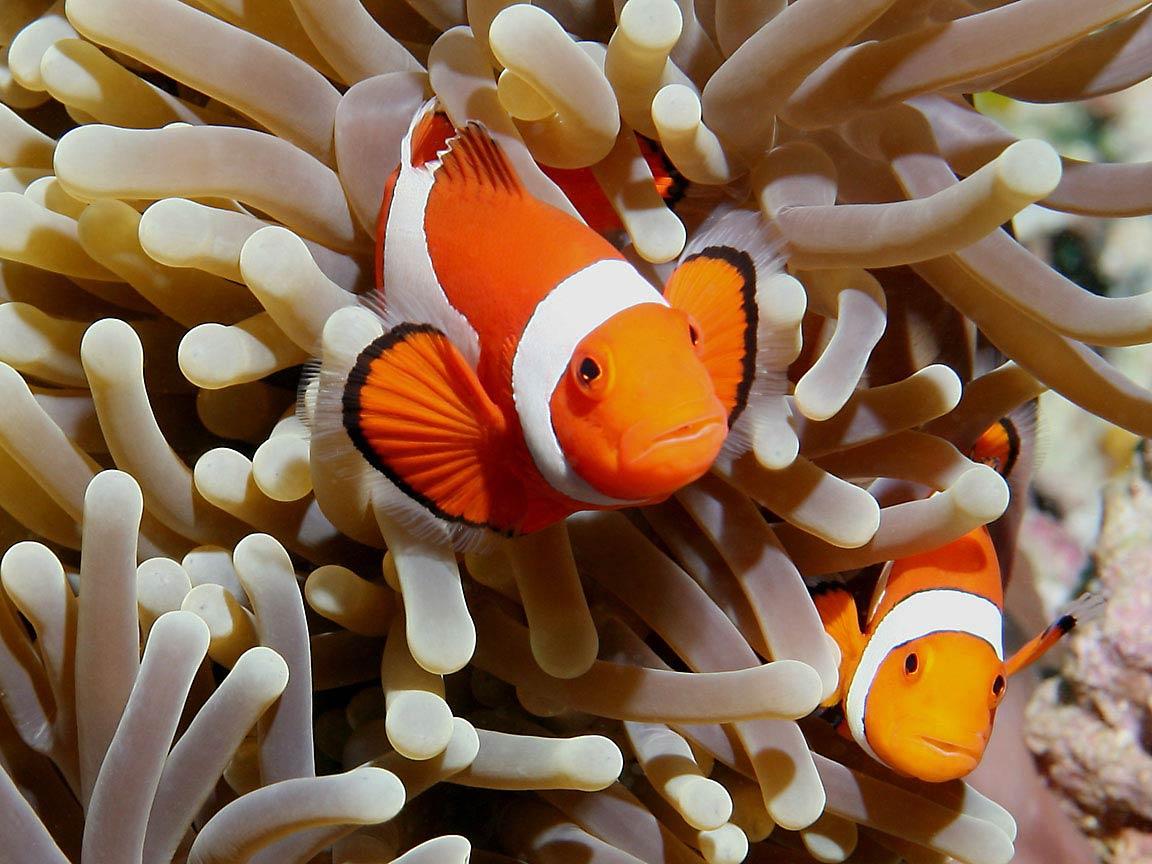 1152x864 Clownfish Wallpaper
