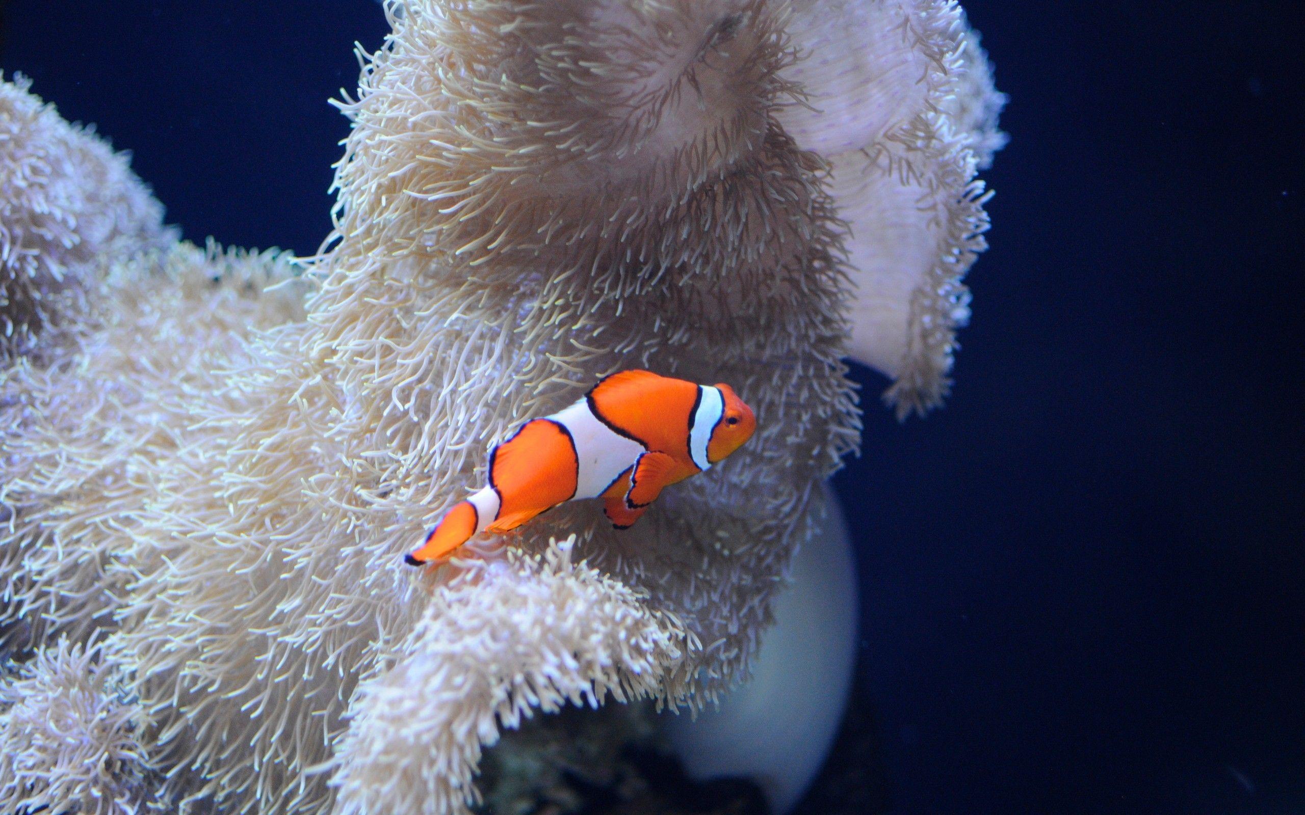 2560x1600 Clownfish Background