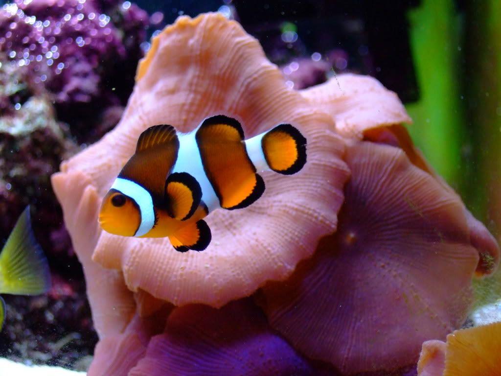 1024x768 Clown Fish Free HD Wallpaper Wallpaperlepi Fish