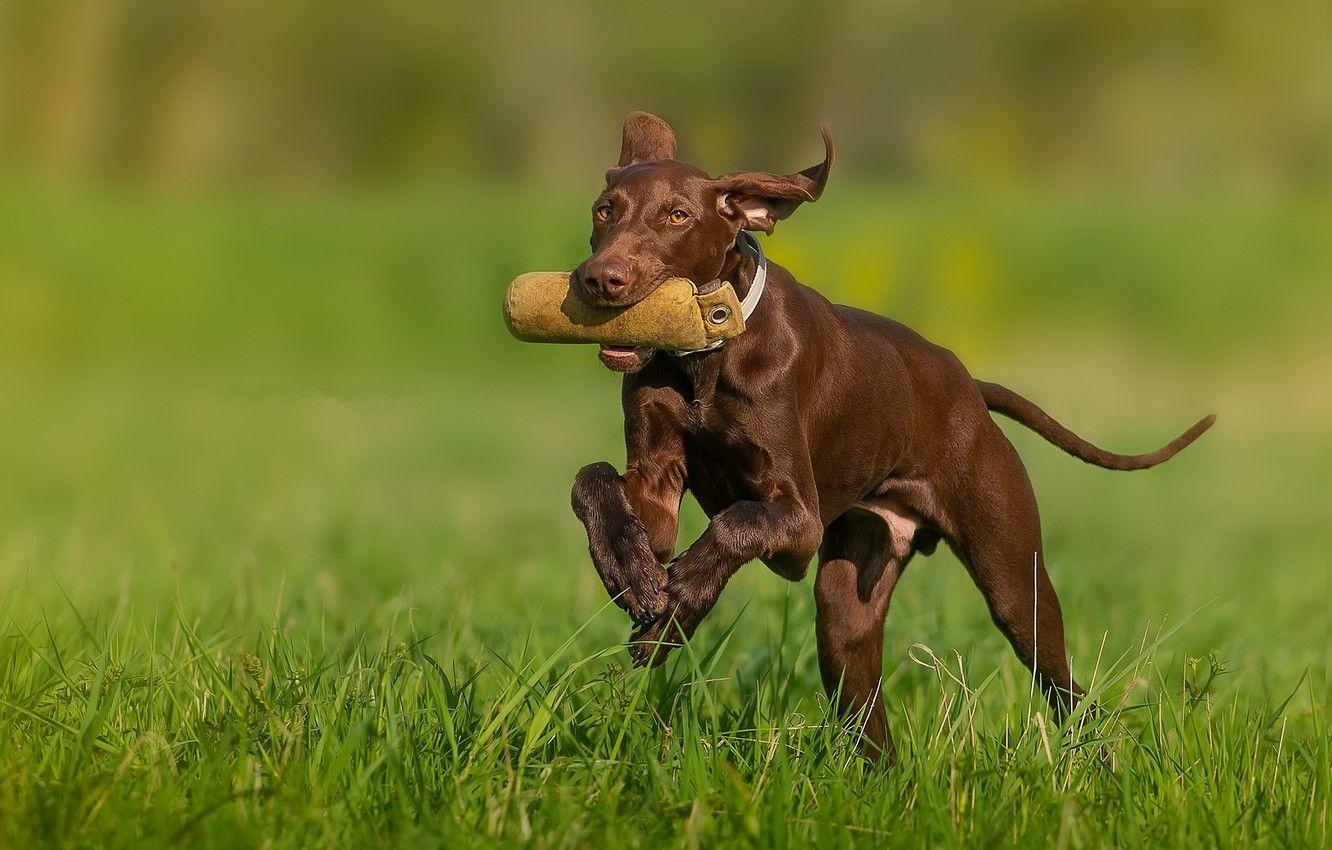 Dog Training Wallpapers - Top Free Dog Training Backgrounds - WallpaperAccess