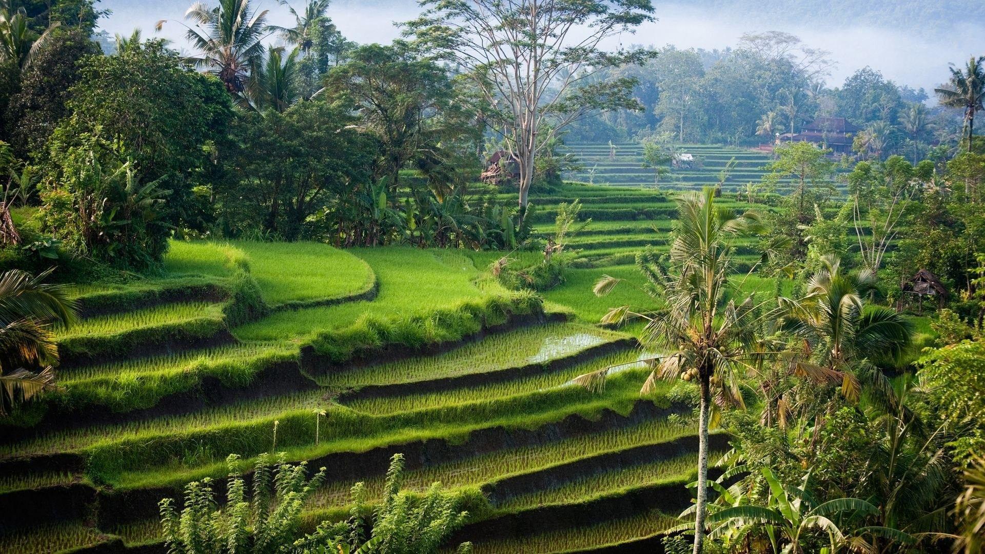 1920x1080 Cánh đồng: Cánh đồng đẹp Indonesia Cây tự nhiên Bali Trang trại ruộng bậc thang