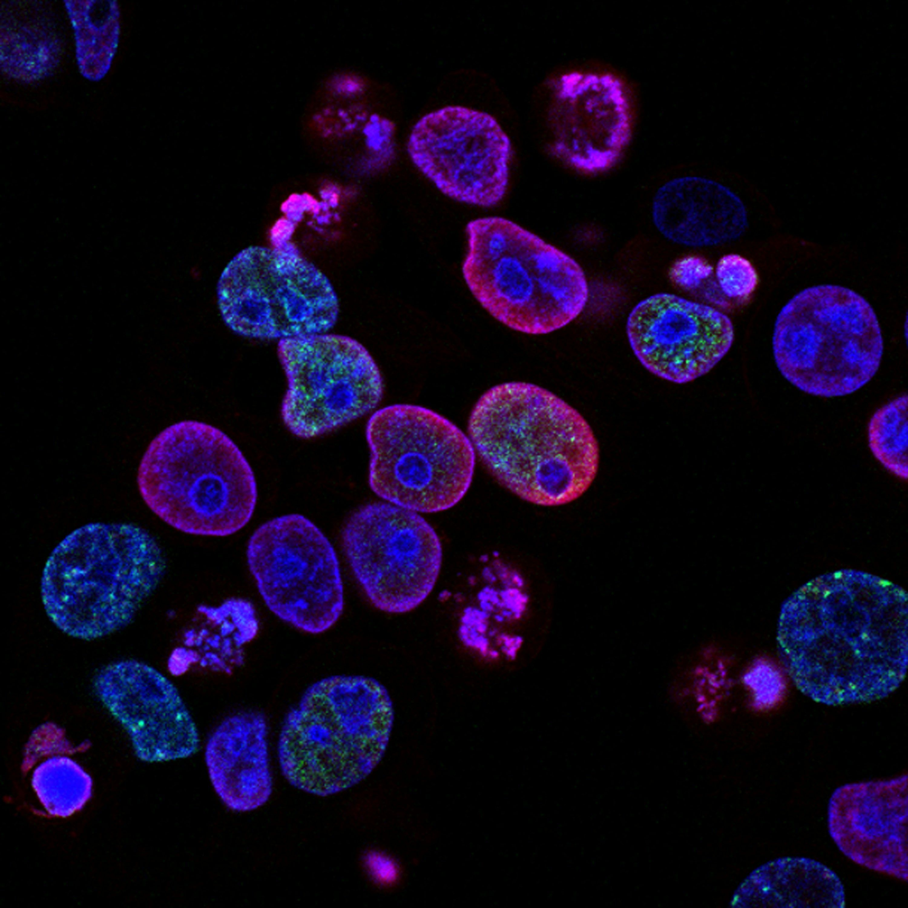 3000x3000 Cell Division Picture. Download Free Image