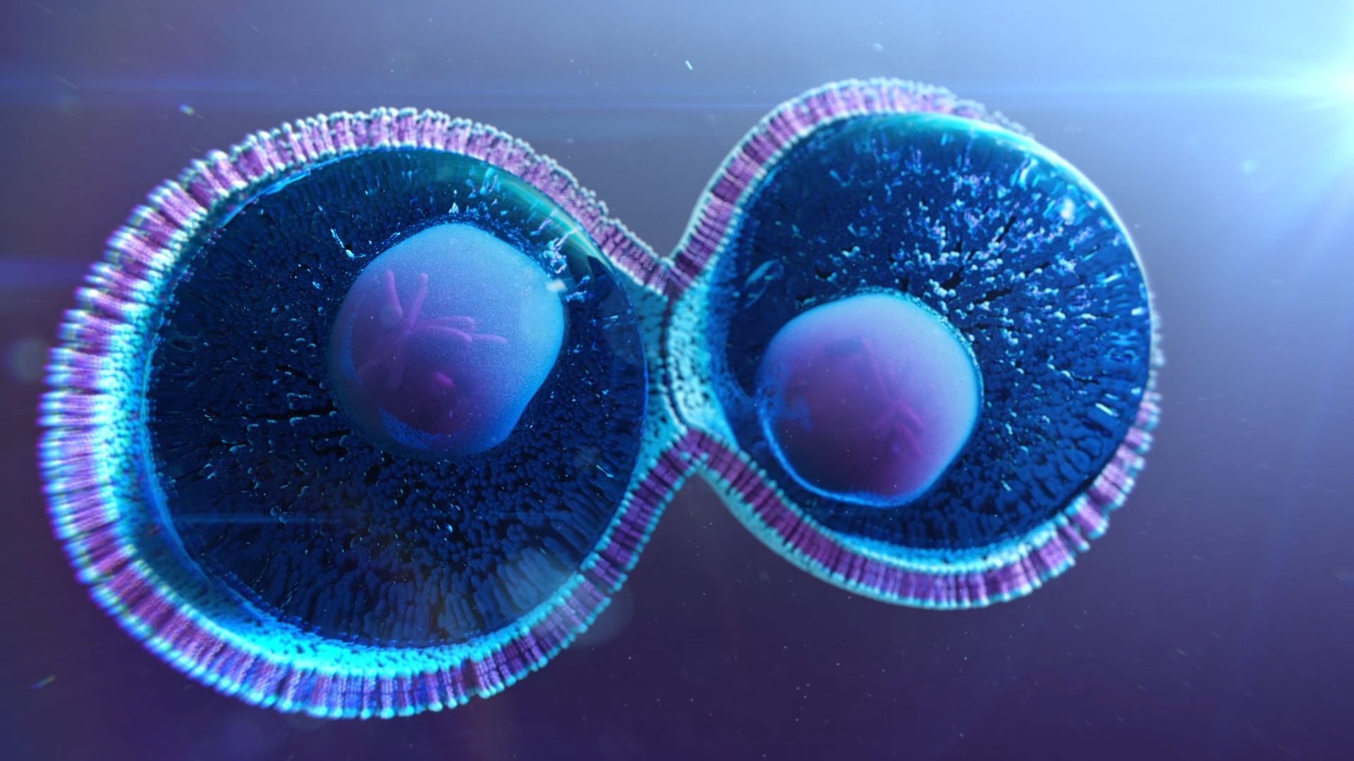 1920x1080 Each stage in the cell cycle, explained