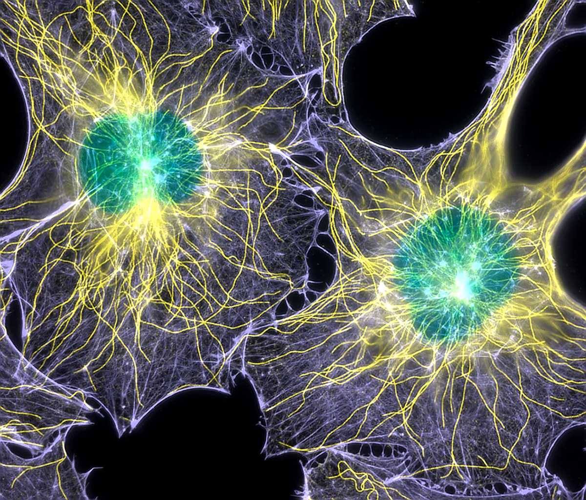 1200x1024 New study finds link between cell division and growth rate. MIT News. Massachusetts Institute of Technology