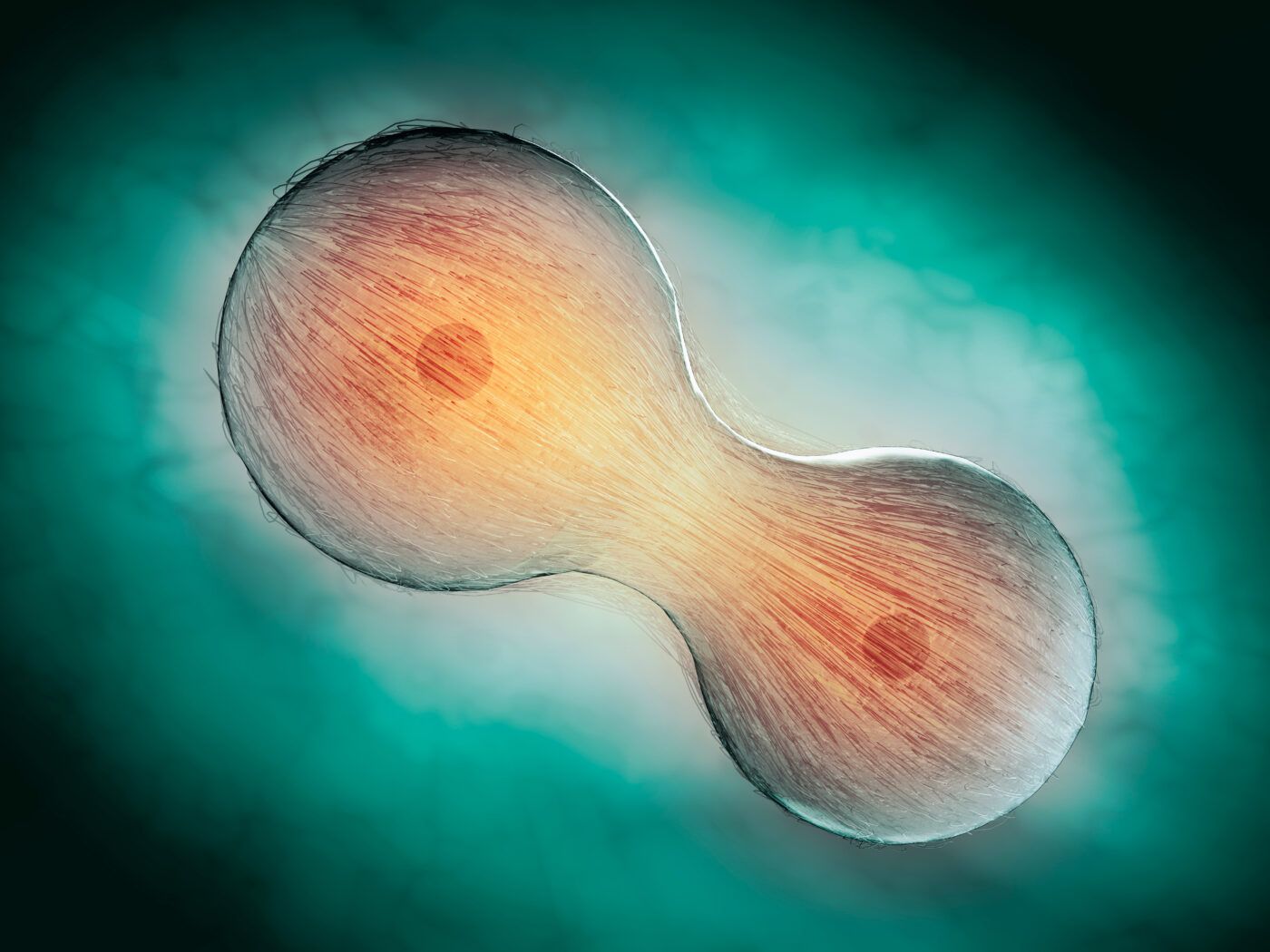 1400x1050 Researchers Uncover What Causes Stress to Give the Red Light to Cell Division