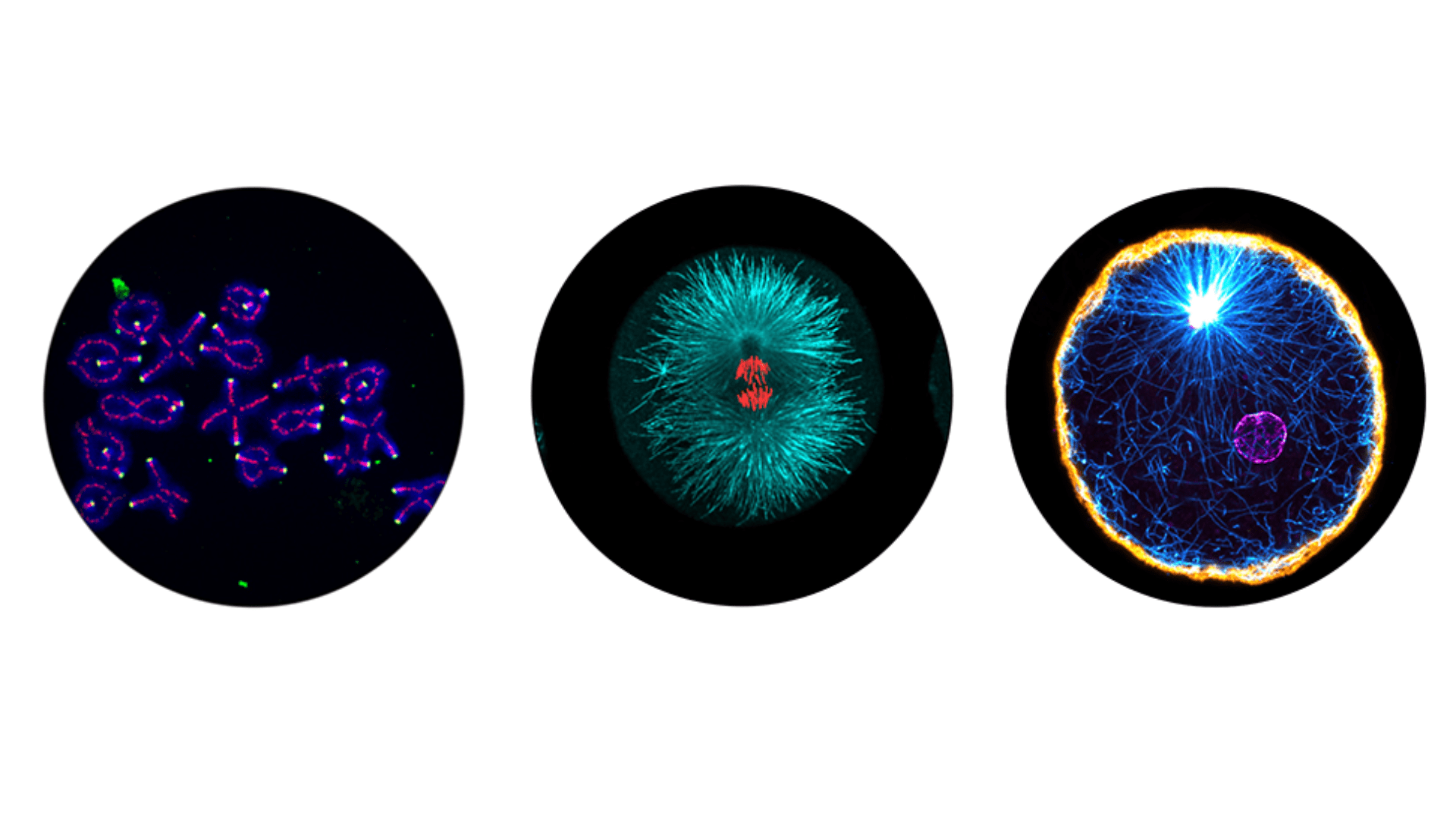 1920x1080 Cycling to Divide, Across Scales, Species and Evolution U