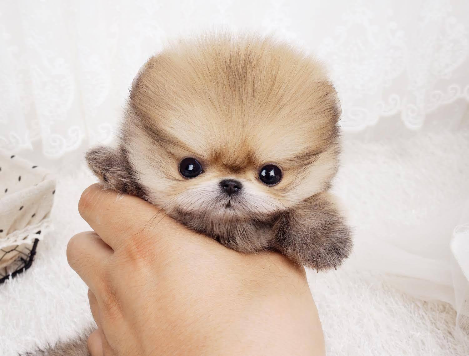 1501x1138 Pomeranian wallpaper, Animal, HQ Pomeranian pictureK Wallpaper 2019