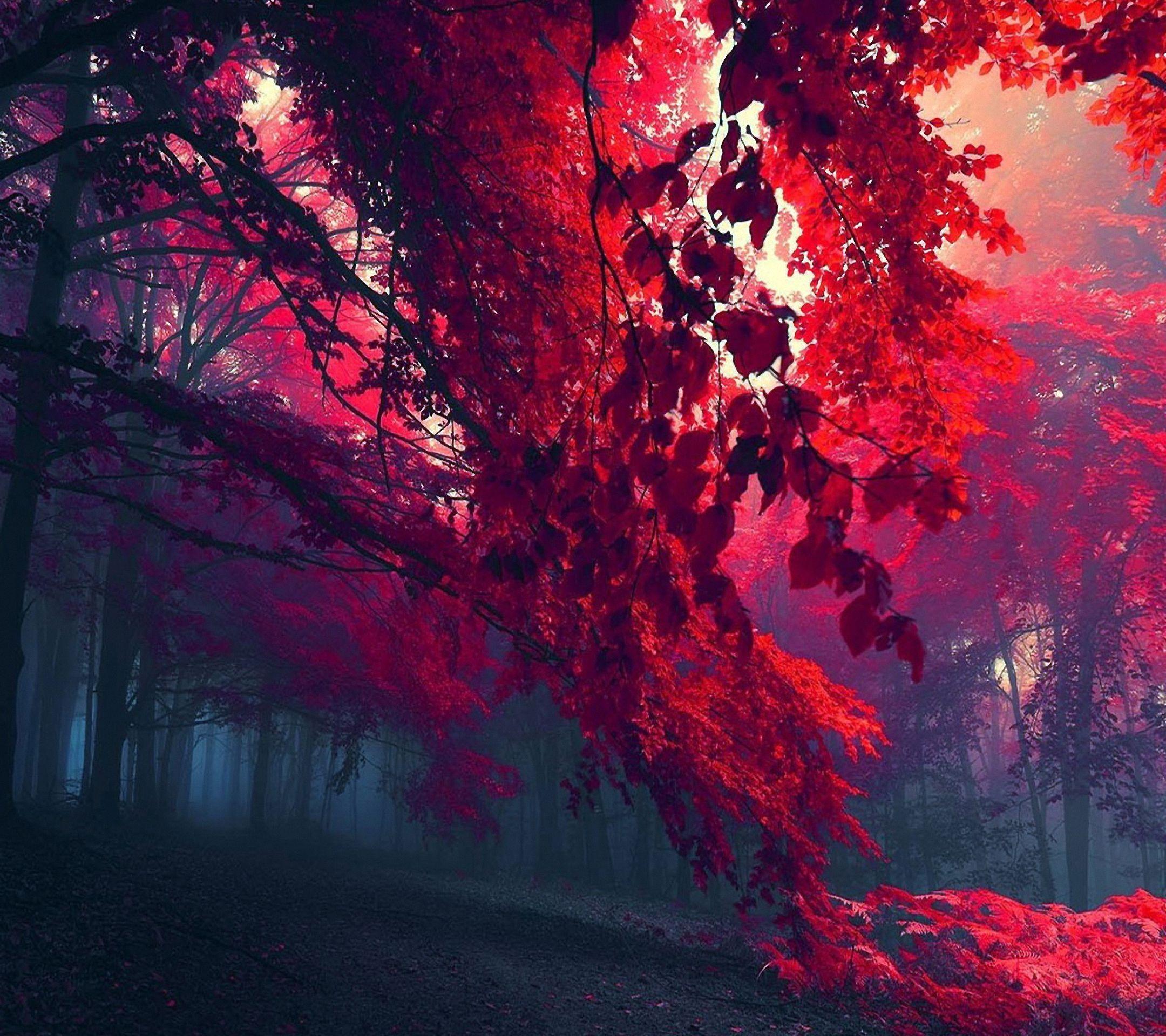 2160x1920 Hd Red Forest Sony Xperia Z Wallpaper Air Wallpaper Red