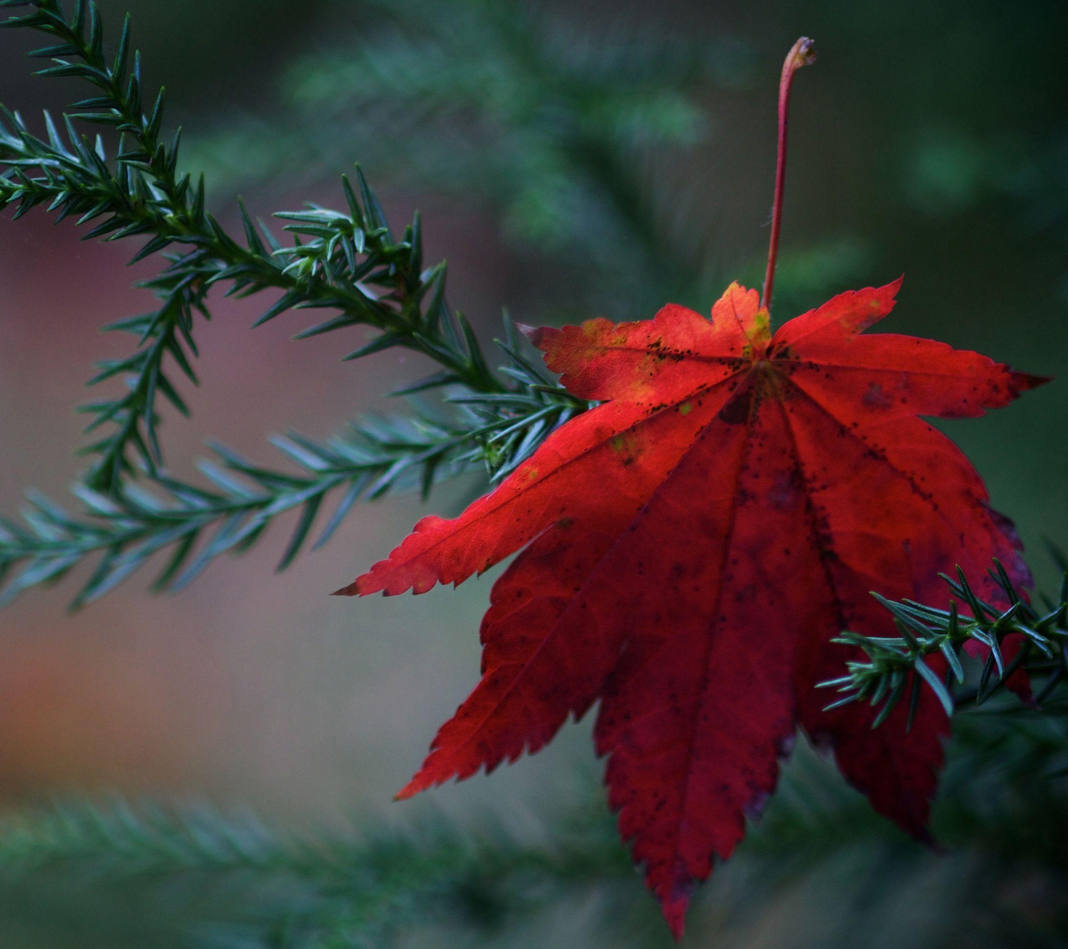 2160x1920 Fallen Leaf Samsung Galaxy S4 Wallpaper. Autumn leaves wallpaper