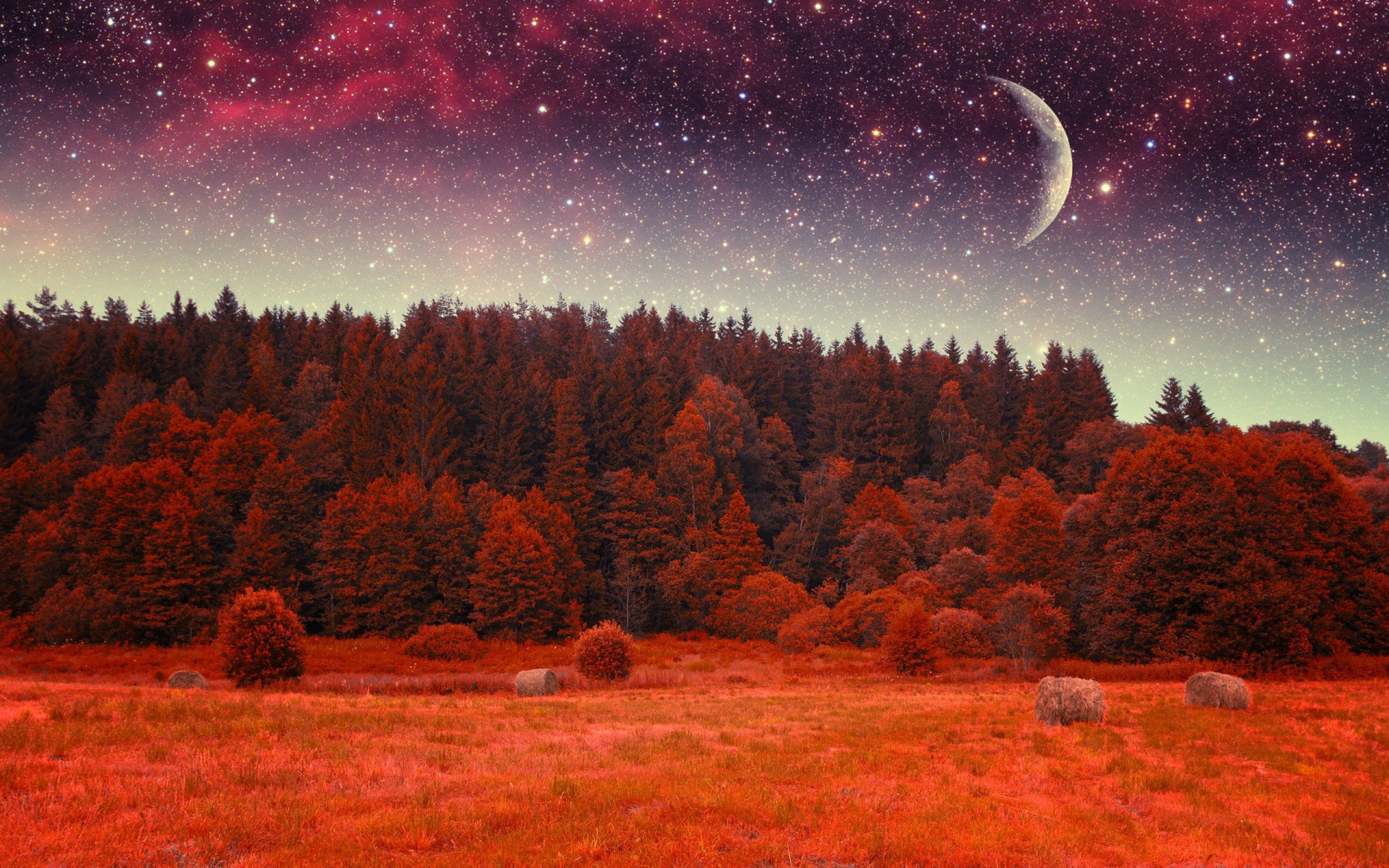 2560x1600 forest, Tree, Landscape, Nature, Autumn, Sky, Night, Stars, Fantasy, Moon Wallpaper HD / Desktop and Mobile Background