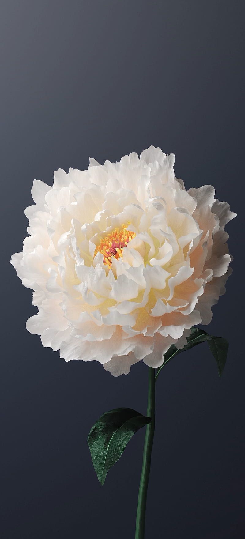800x1760 Origin OS, flower, funtouch os, oppo, vivo, HD phone wallpaper