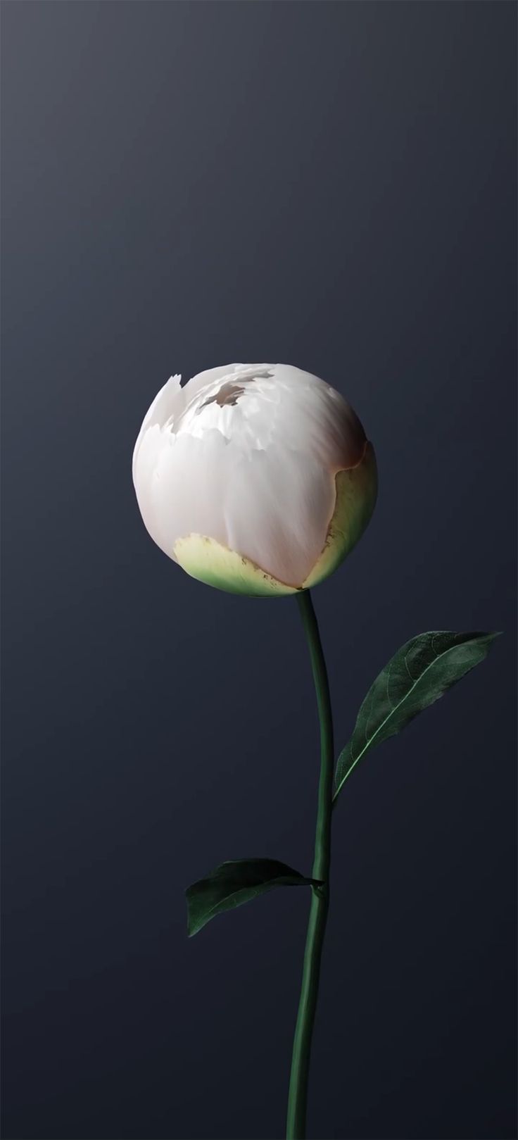 736x1619 OriginOS Wallpaper