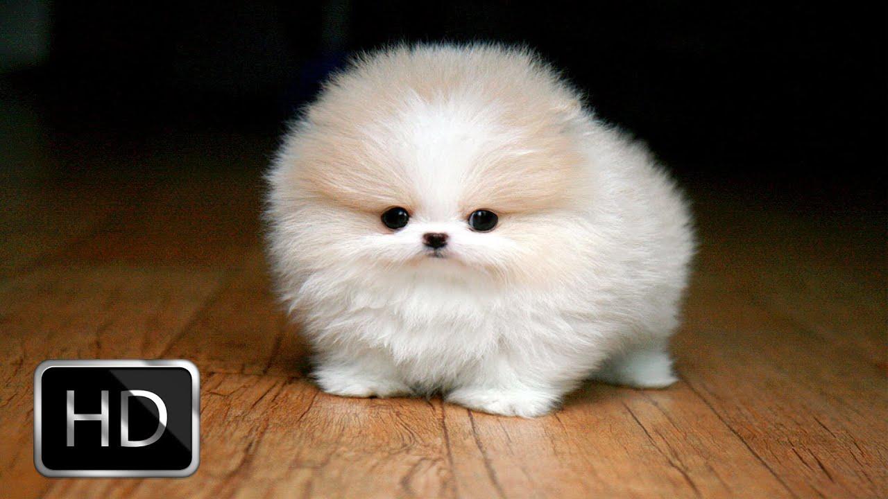 1280x720 Fluffy Puppies Are Very Happy