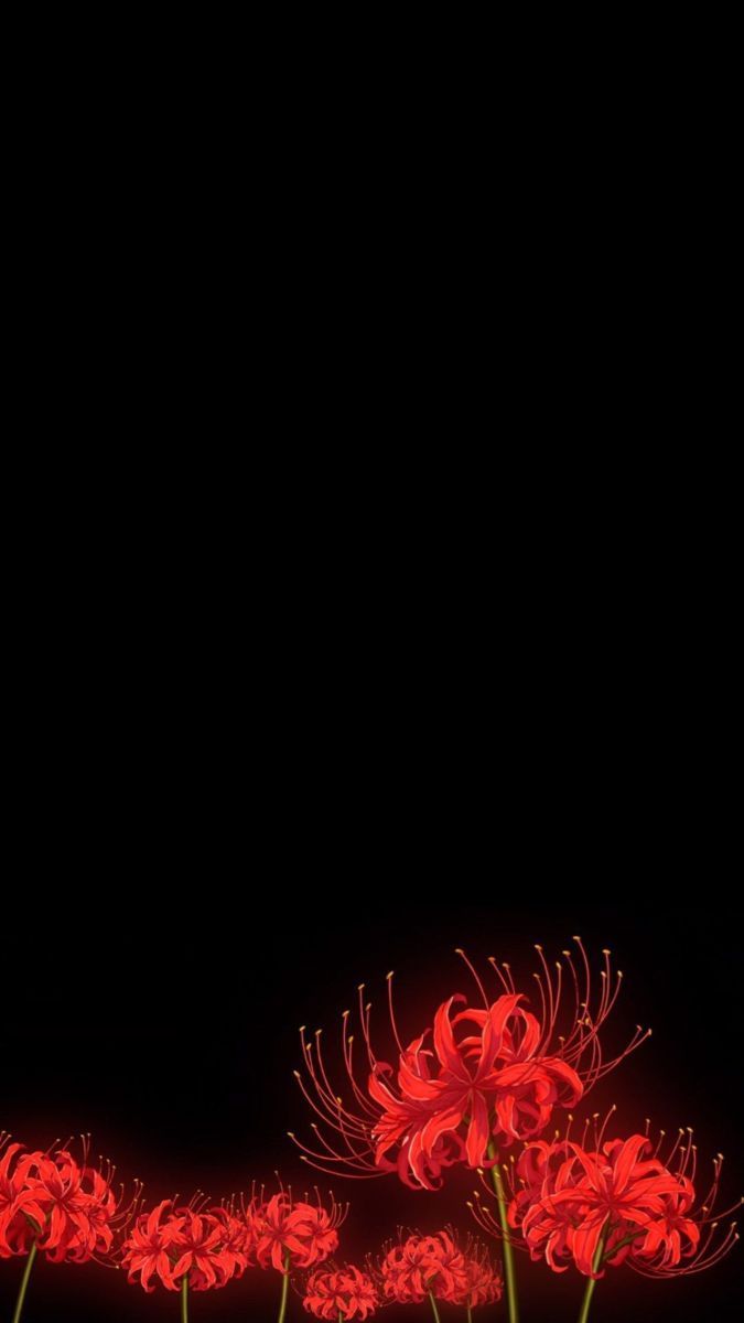 675x1200 Red Spider Lilly
