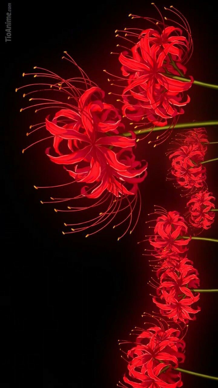 720x1280 Beautiful Red Spider Lily Illustration
