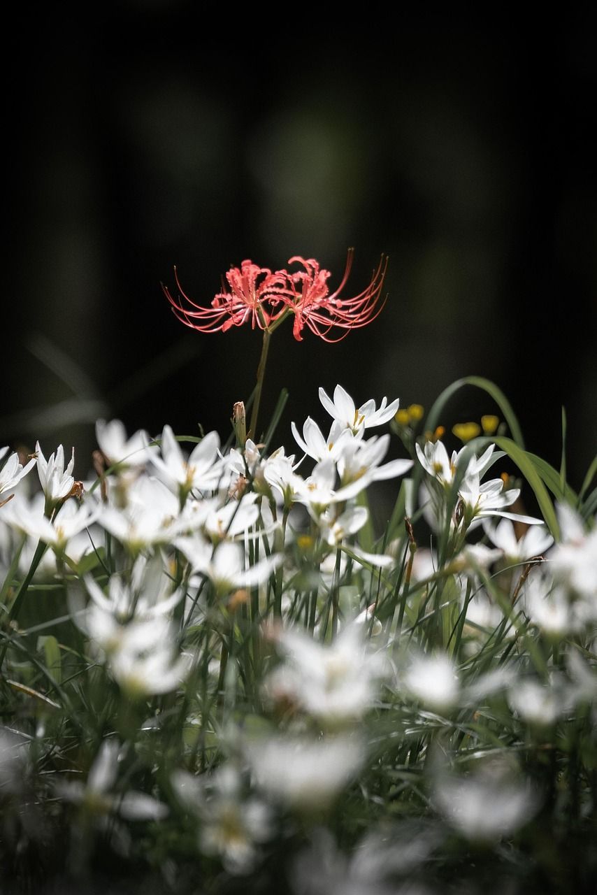 854x1280 Red Spider Lily Flowers Plants