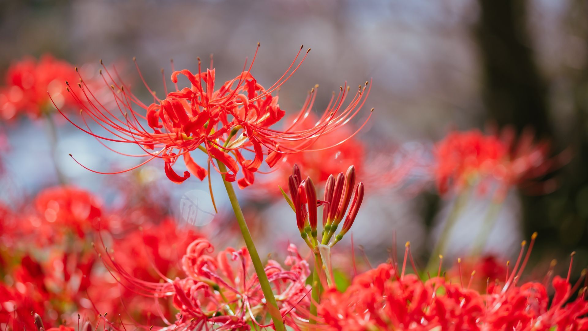 1920x1080 Plant These Spider Lily Bulbs in Containers for a Pretty Fall Bloom