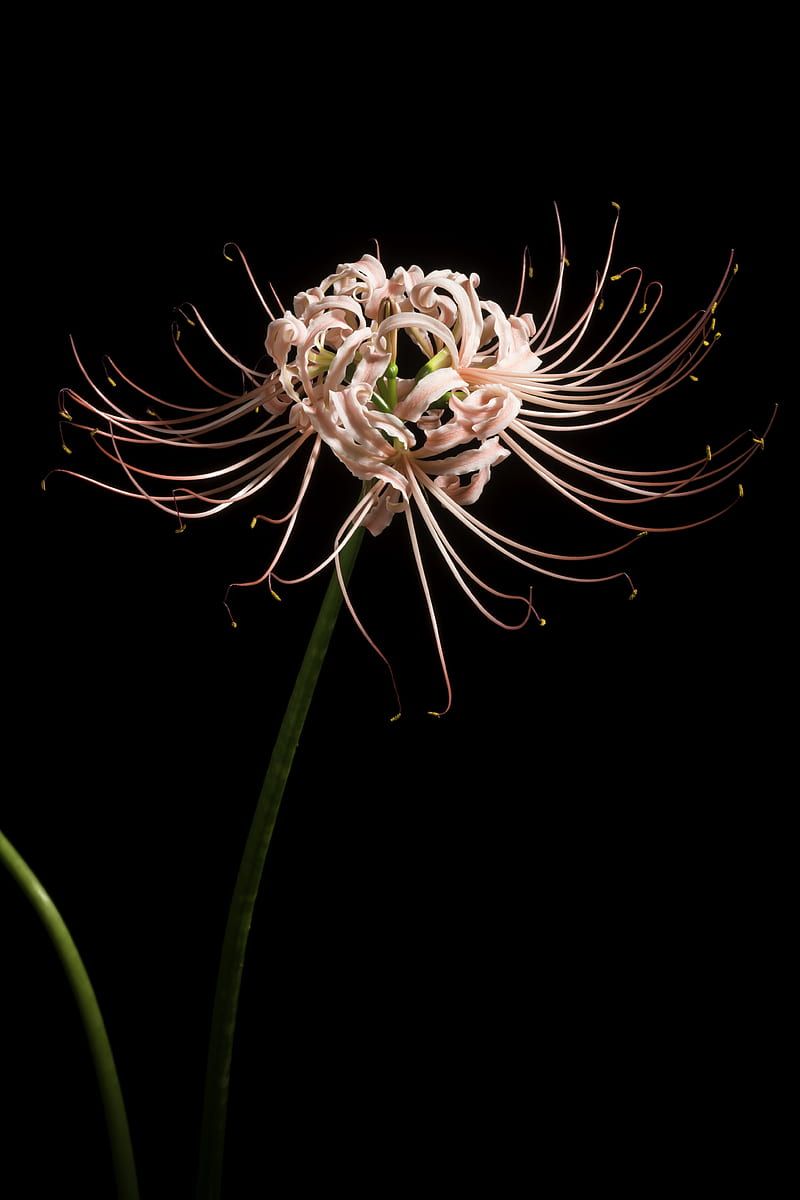 800x1200 Spider lily, flower, pink, macro, HD phone wallpaper