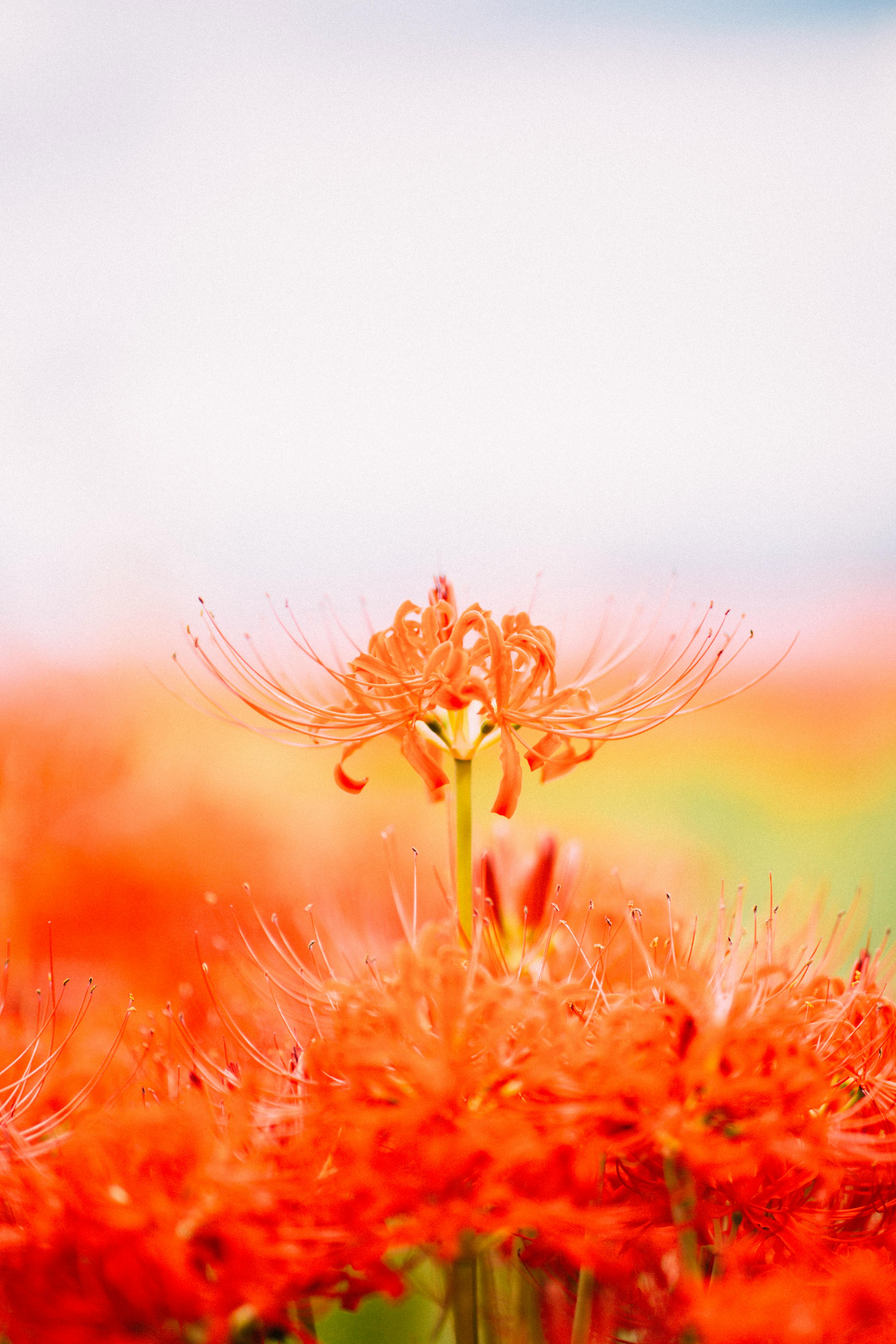 3648x5472 Selective Focus Photo of a Red Spider Lily Flower · Free
