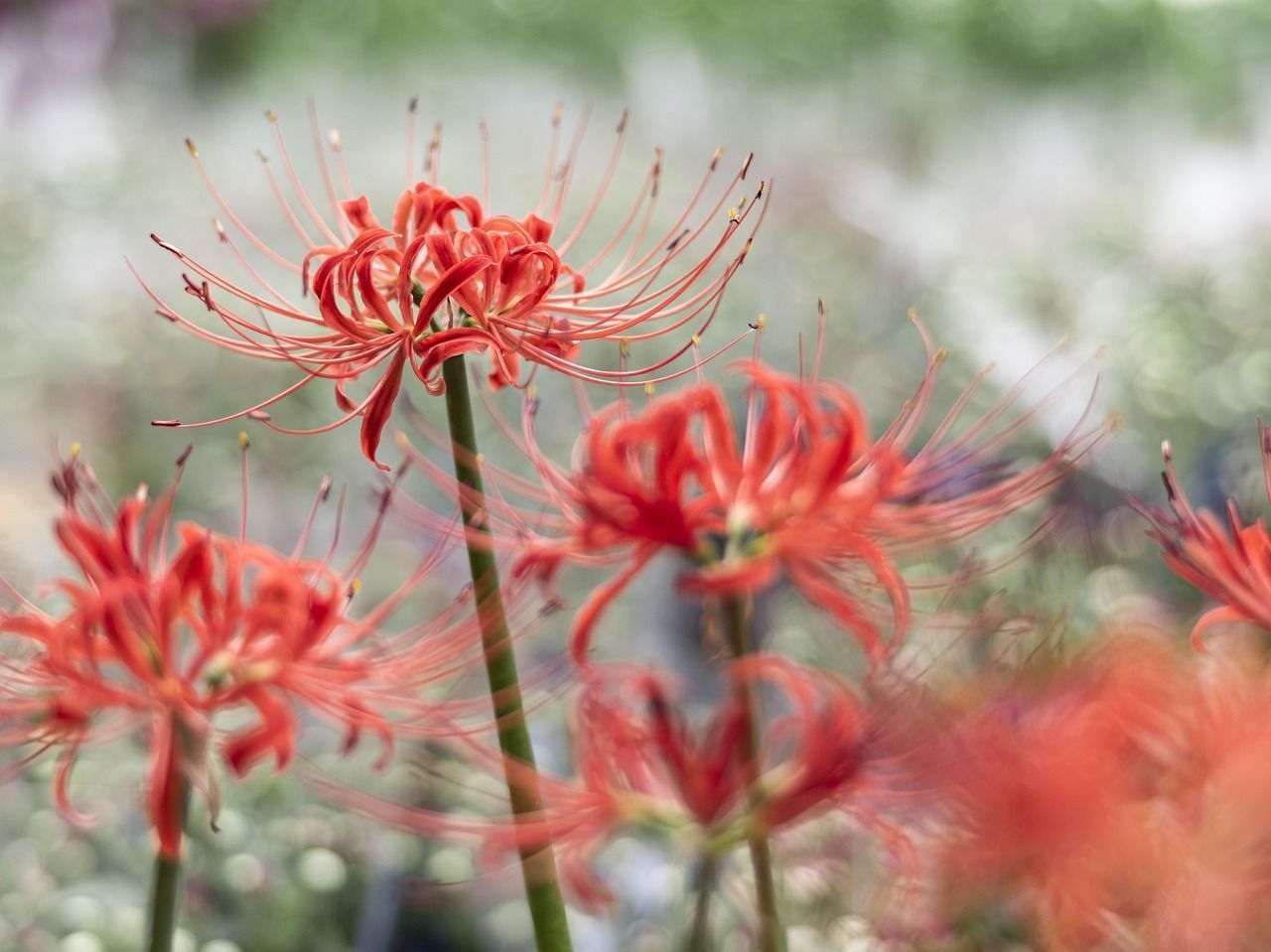 1280x959 Free Red Spider Lily & Nature Photo