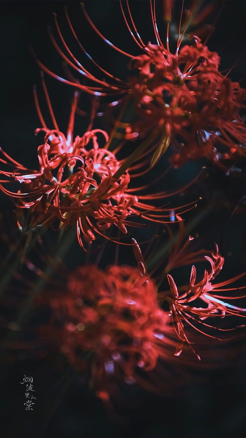 850x1511 Higanbana. ideas. red spider lily, radiata, flowers HD phone wallpaper